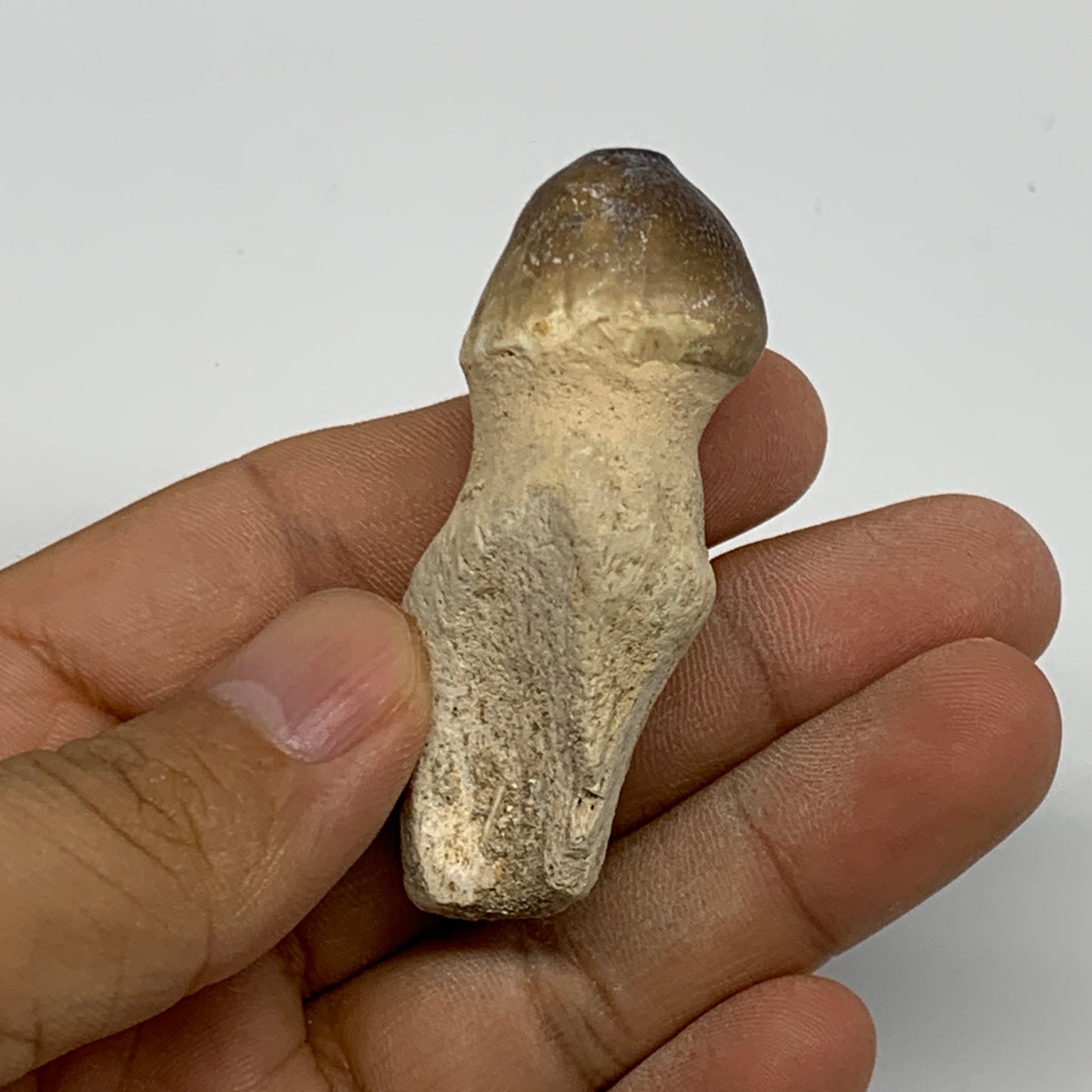 27.6g, 2.2"X1"x0.8" Fossil Globidens phosphaticus (Mosasaur ) Tooth, Cretaceous,