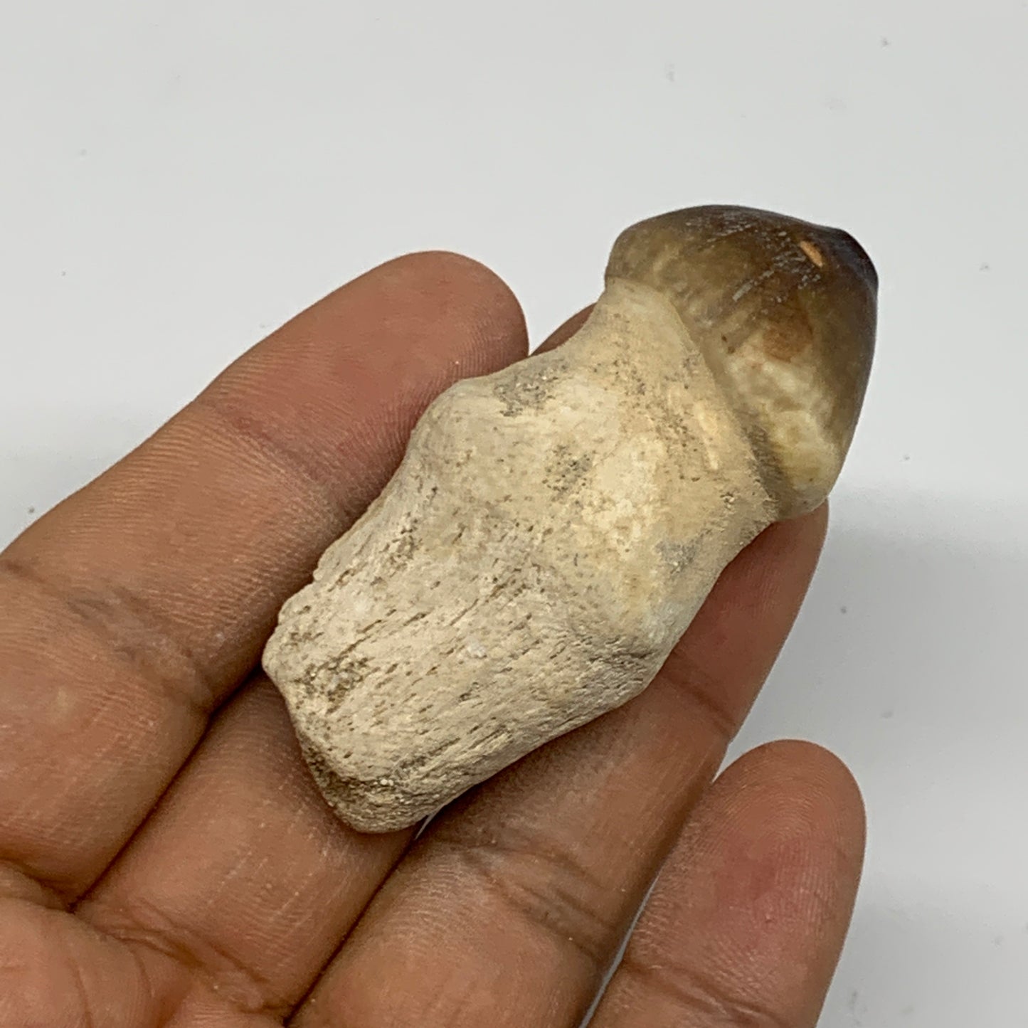 27.6g, 2.2"X1"x0.8" Fossil Globidens phosphaticus (Mosasaur ) Tooth, Cretaceous,