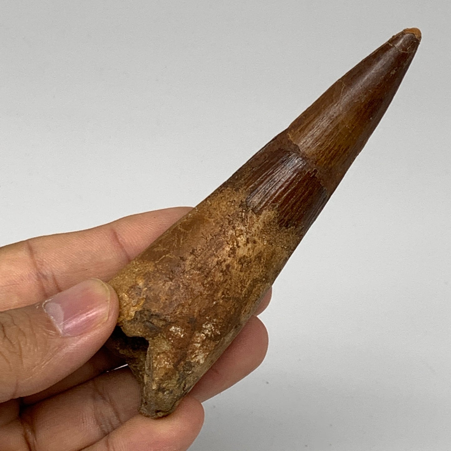 58.3g, 4.2"X1.2"x 1", Rare Natural Fossils Spinosaurus Tooth from Morocco, F3161