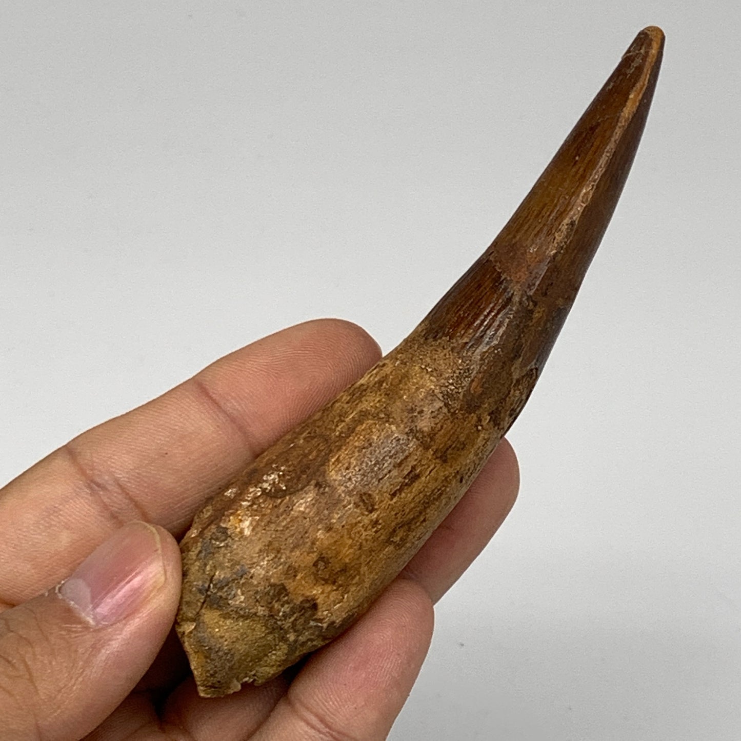 58.3g, 4.2"X1.2"x 1", Rare Natural Fossils Spinosaurus Tooth from Morocco, F3161