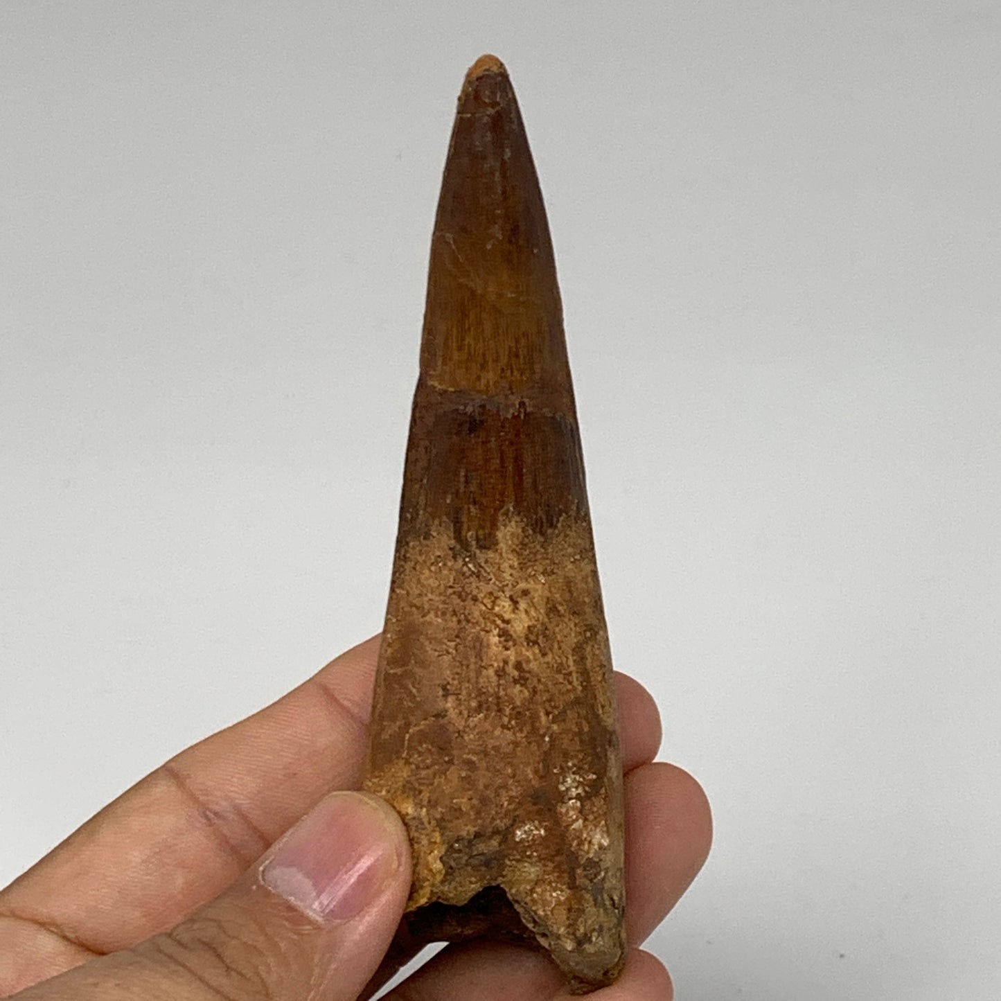 58.3g, 4.2"X1.2"x 1", Rare Natural Fossils Spinosaurus Tooth from Morocco, F3161