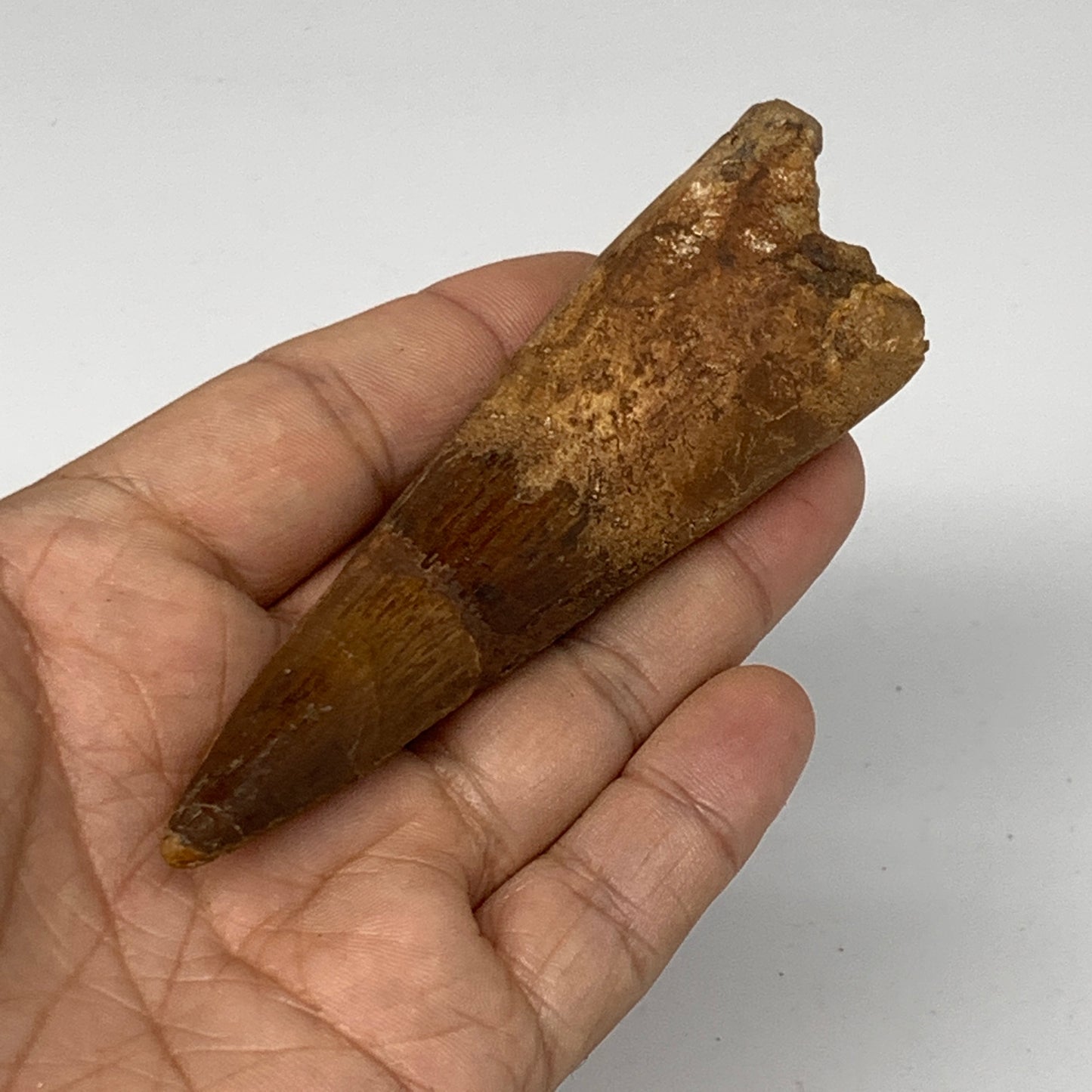 58.3g, 4.2"X1.2"x 1", Rare Natural Fossils Spinosaurus Tooth from Morocco, F3161