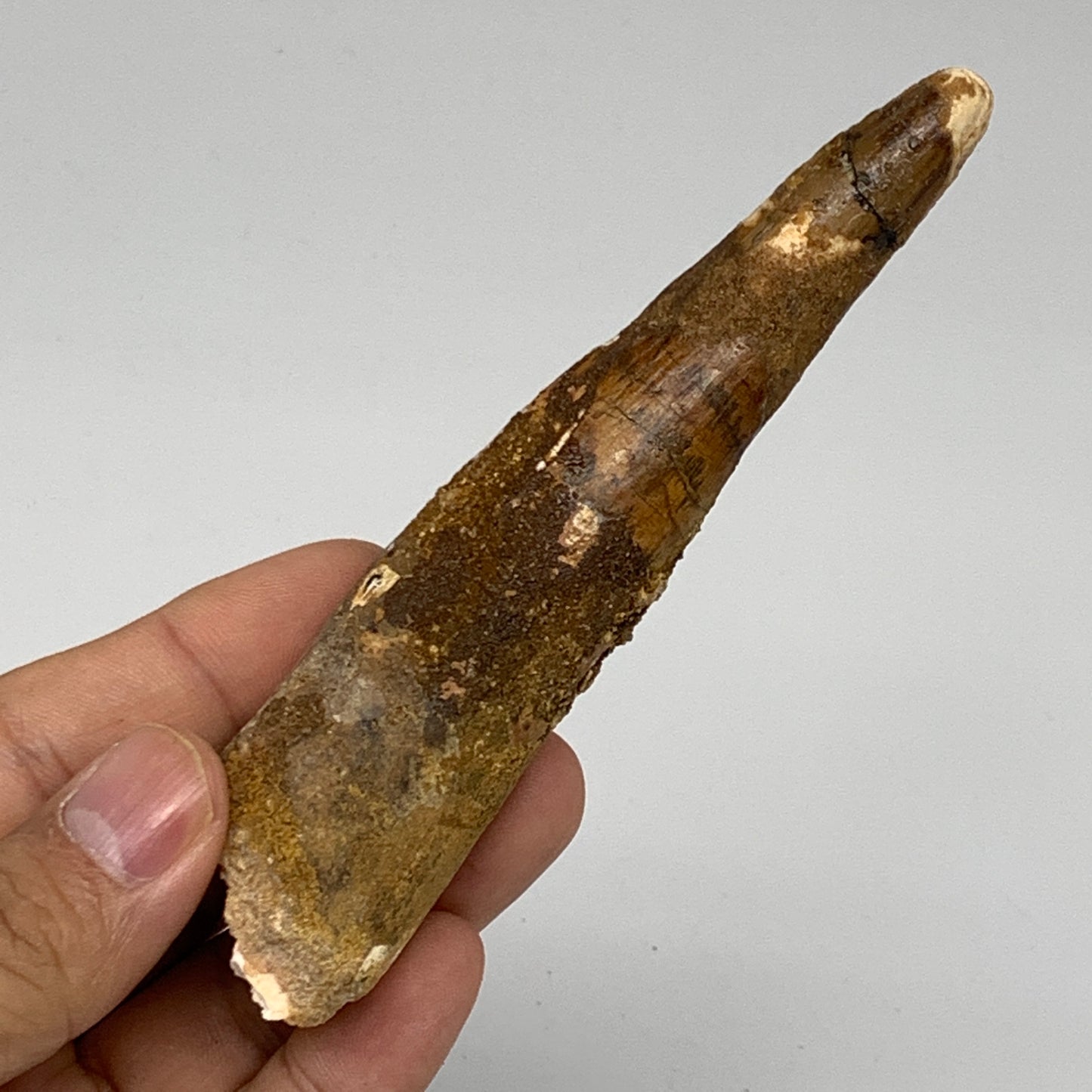 48.1g, 4.6"X1"x 0.7", Rare Natural Fossils Spinosaurus Tooth from Morocco, F3162