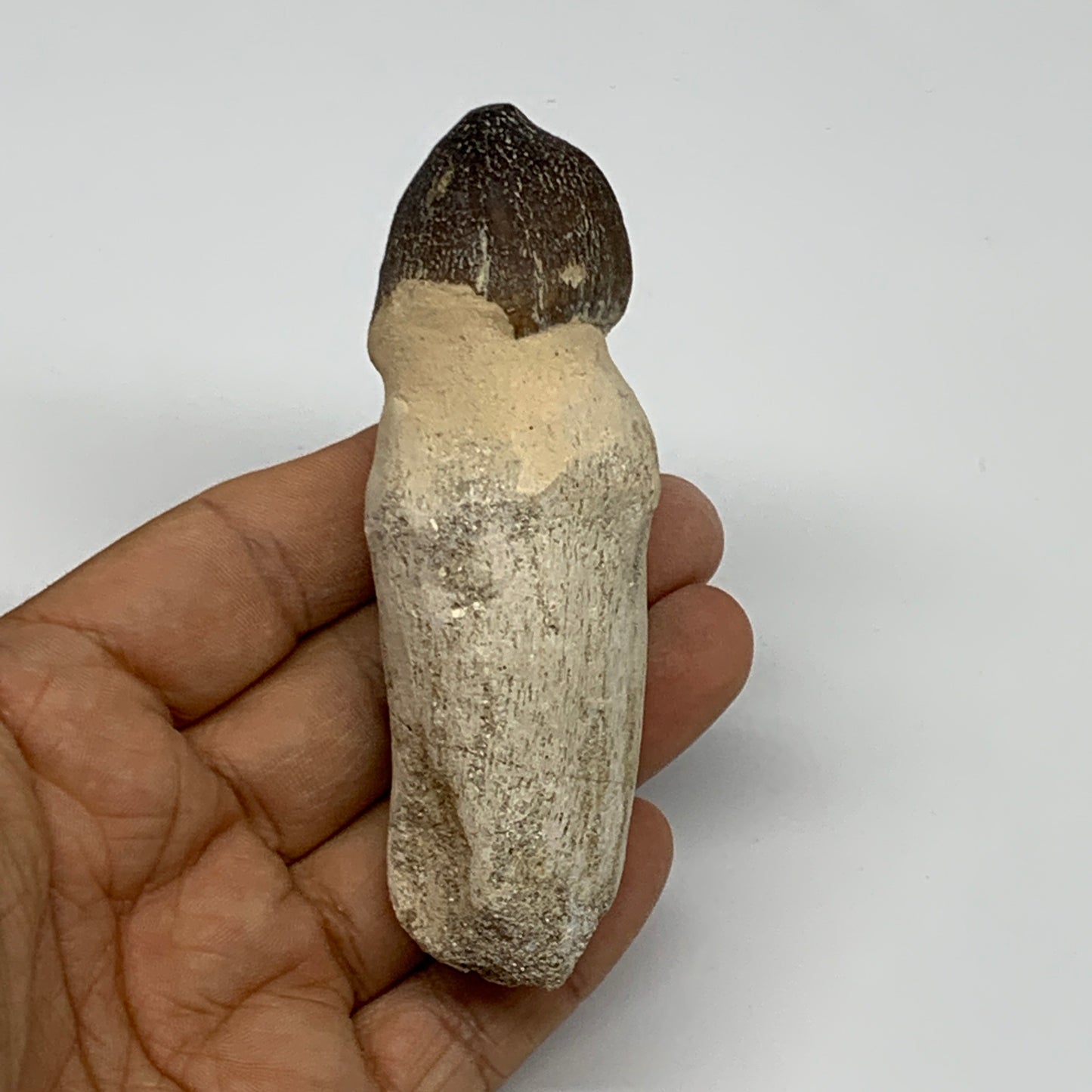 90.4g, 3.8"X1.3"x1.2" Fossil Globidens phosphaticus (Mosasaur ) Tooth, Cretaceou