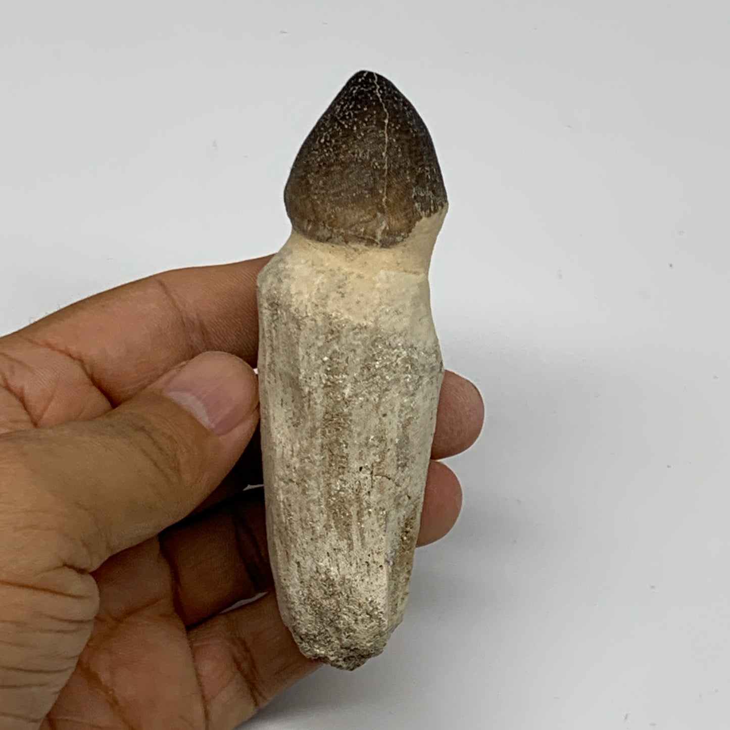 90.4g, 3.8"X1.3"x1.2" Fossil Globidens phosphaticus (Mosasaur ) Tooth, Cretaceou