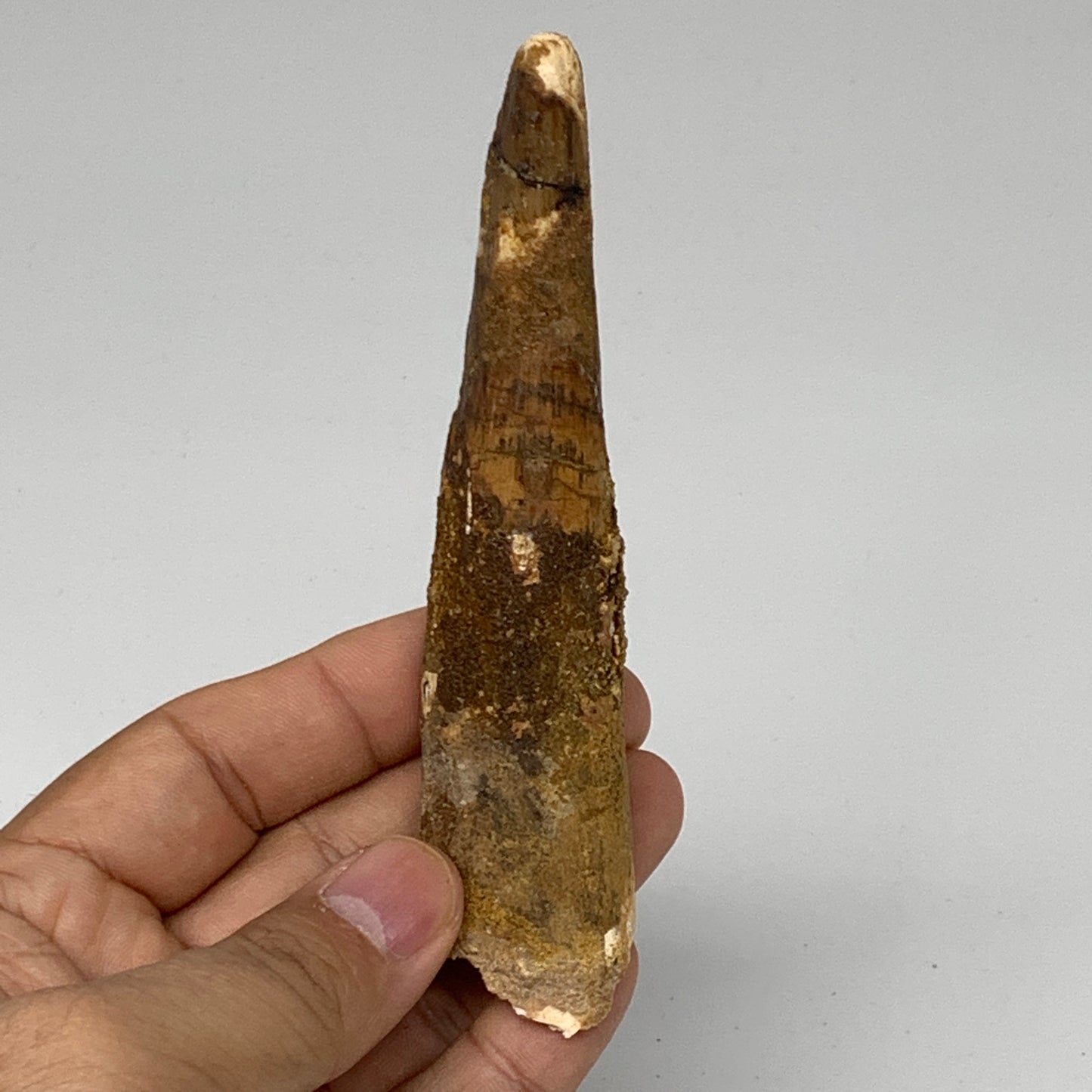 48.1g, 4.6"X1"x 0.7", Rare Natural Fossils Spinosaurus Tooth from Morocco, F3162