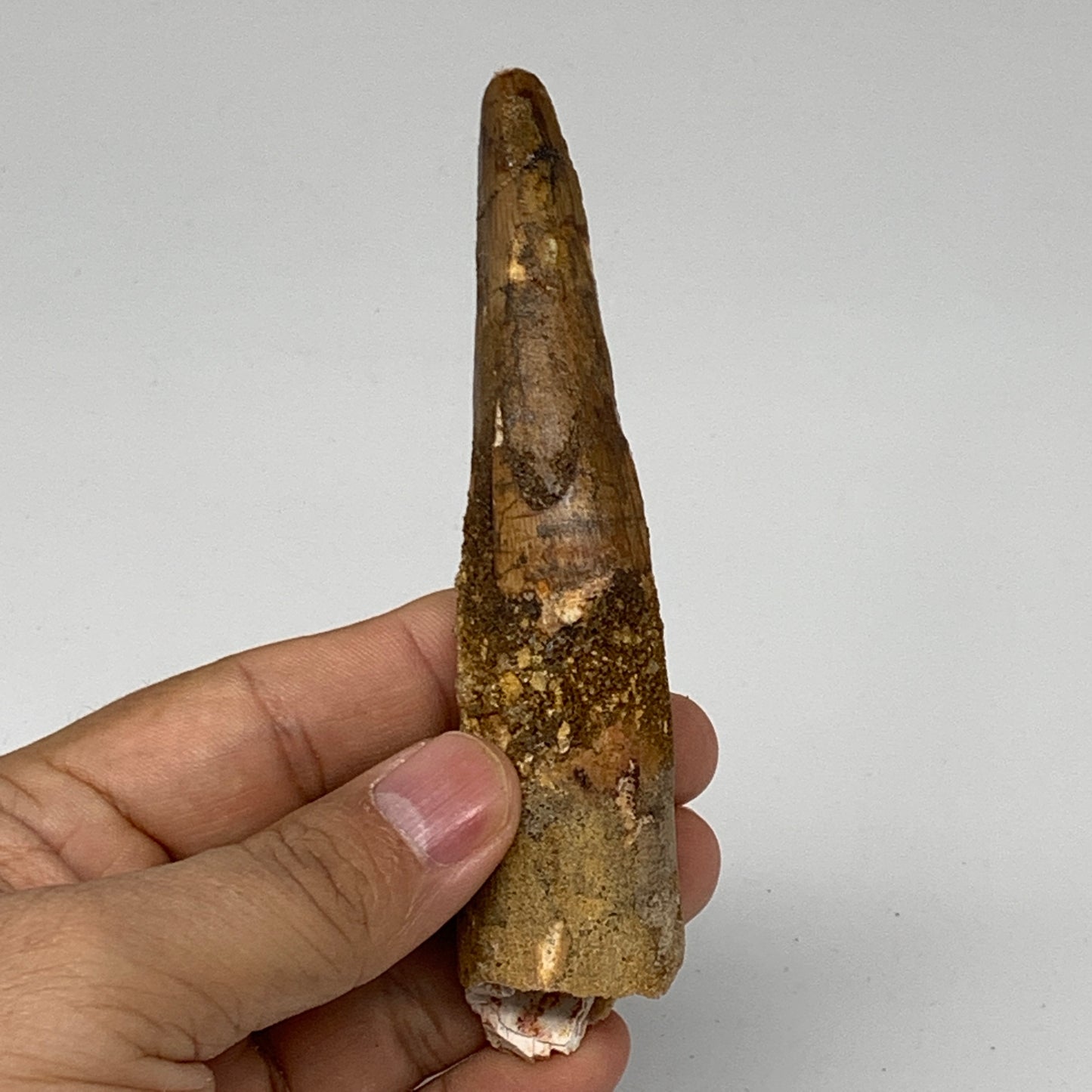 48.1g, 4.6"X1"x 0.7", Rare Natural Fossils Spinosaurus Tooth from Morocco, F3162