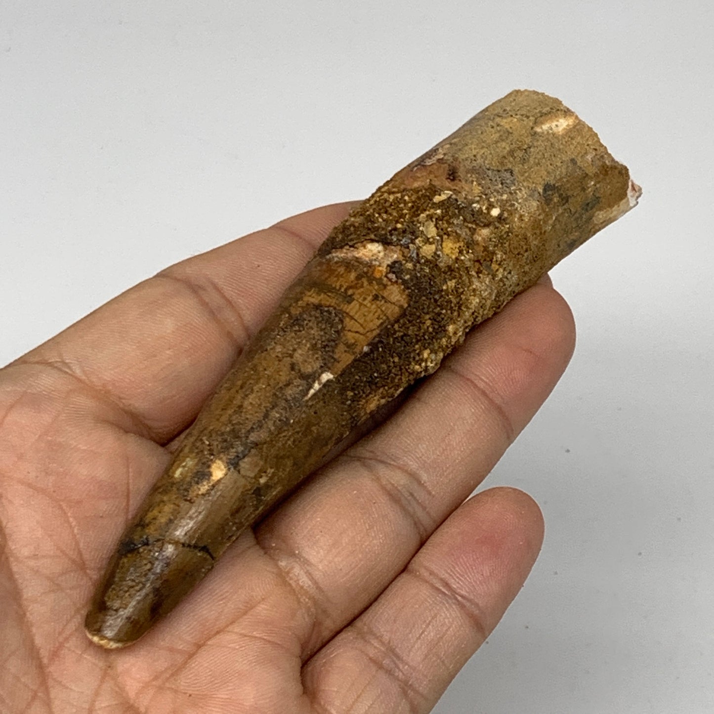 48.1g, 4.6"X1"x 0.7", Rare Natural Fossils Spinosaurus Tooth from Morocco, F3162