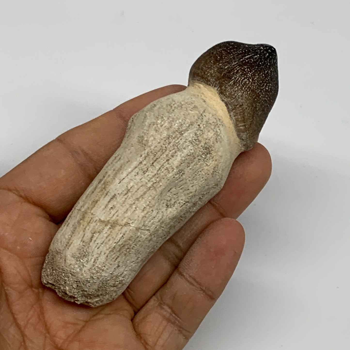 90.4g, 3.8"X1.3"x1.2" Fossil Globidens phosphaticus (Mosasaur ) Tooth, Cretaceou