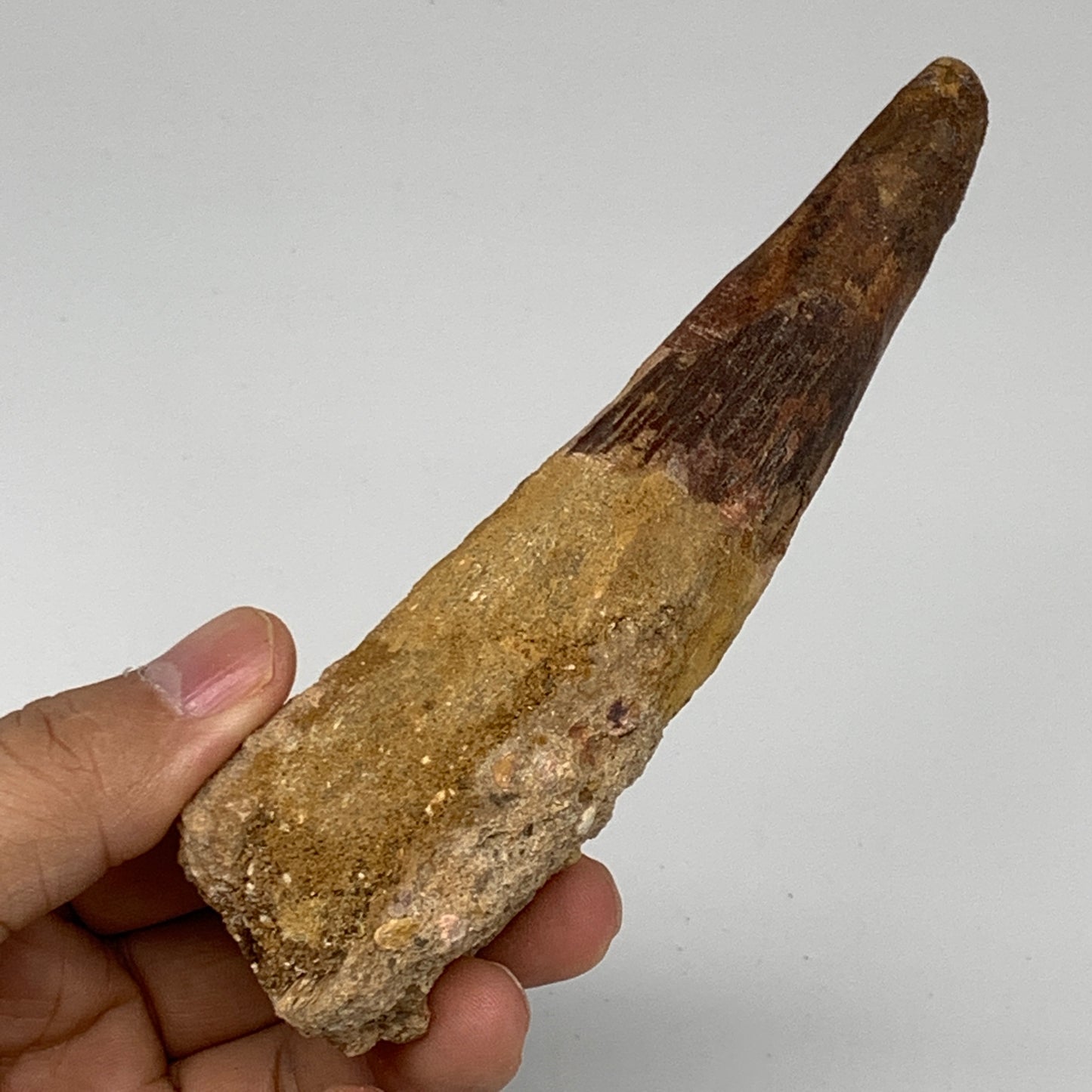 111.3g, 5.2"X1.3"x 1.2", Rare Natural Fossils Spinosaurus Tooth from Morocco, F3