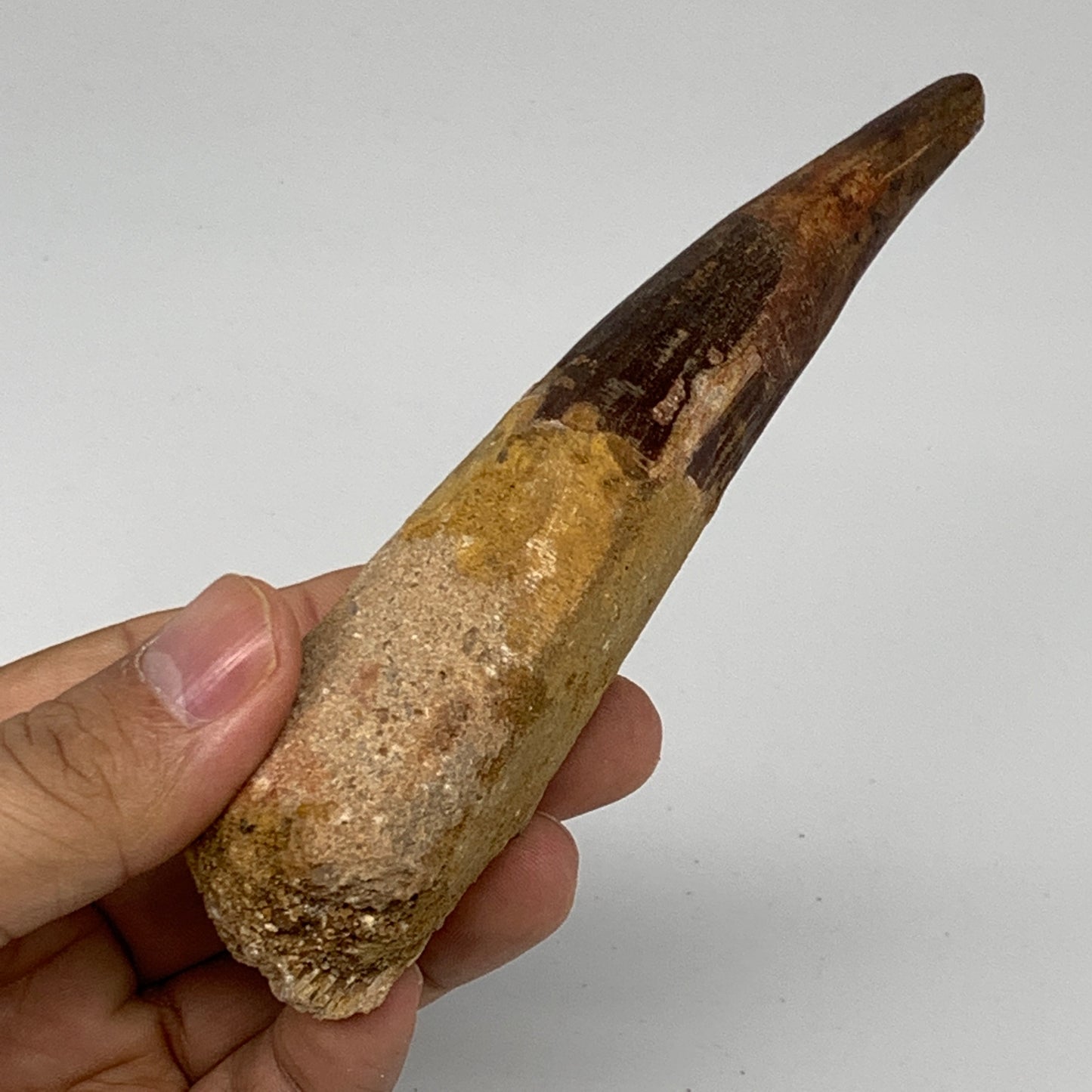 111.3g, 5.2"X1.3"x 1.2", Rare Natural Fossils Spinosaurus Tooth from Morocco, F3