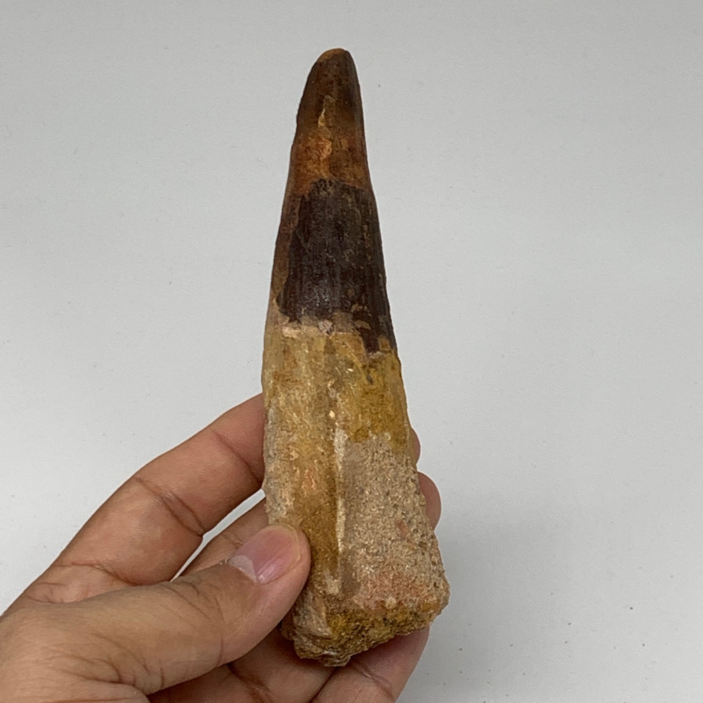 111.3g, 5.2"X1.3"x 1.2", Rare Natural Fossils Spinosaurus Tooth from Morocco, F3