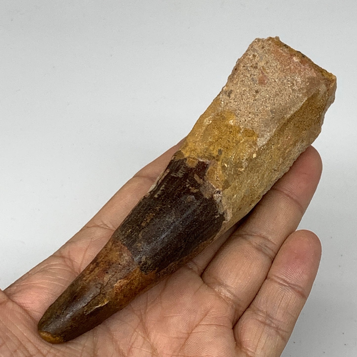 111.3g, 5.2"X1.3"x 1.2", Rare Natural Fossils Spinosaurus Tooth from Morocco, F3