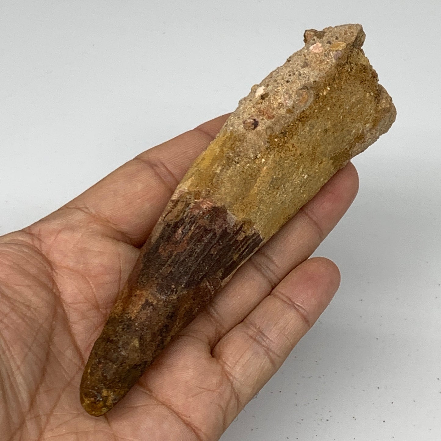 111.3g, 5.2"X1.3"x 1.2", Rare Natural Fossils Spinosaurus Tooth from Morocco, F3