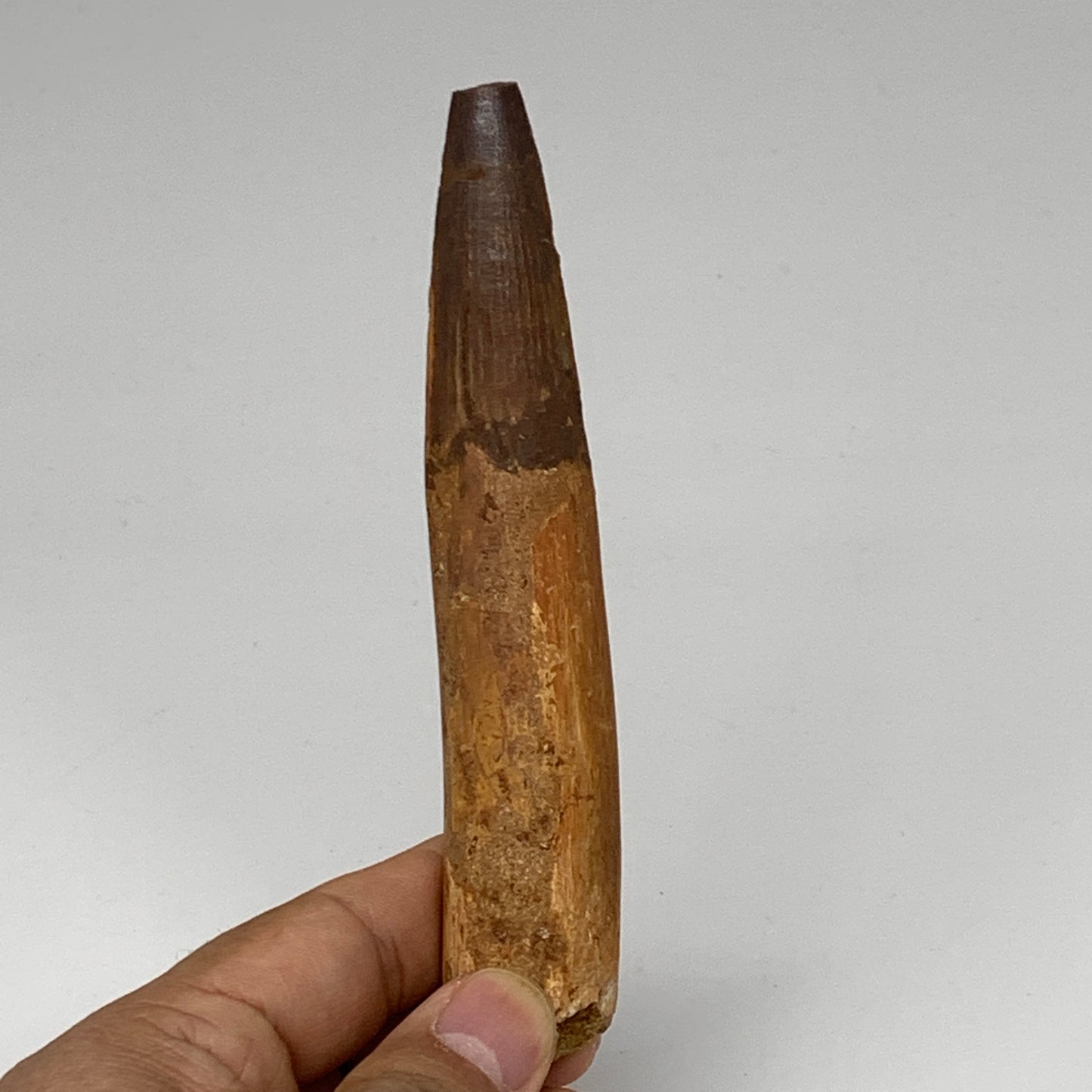 64.5g, 5"X0.9"x 0.7", Rare Natural Fossils Spinosaurus Tooth from Morocco, F3166