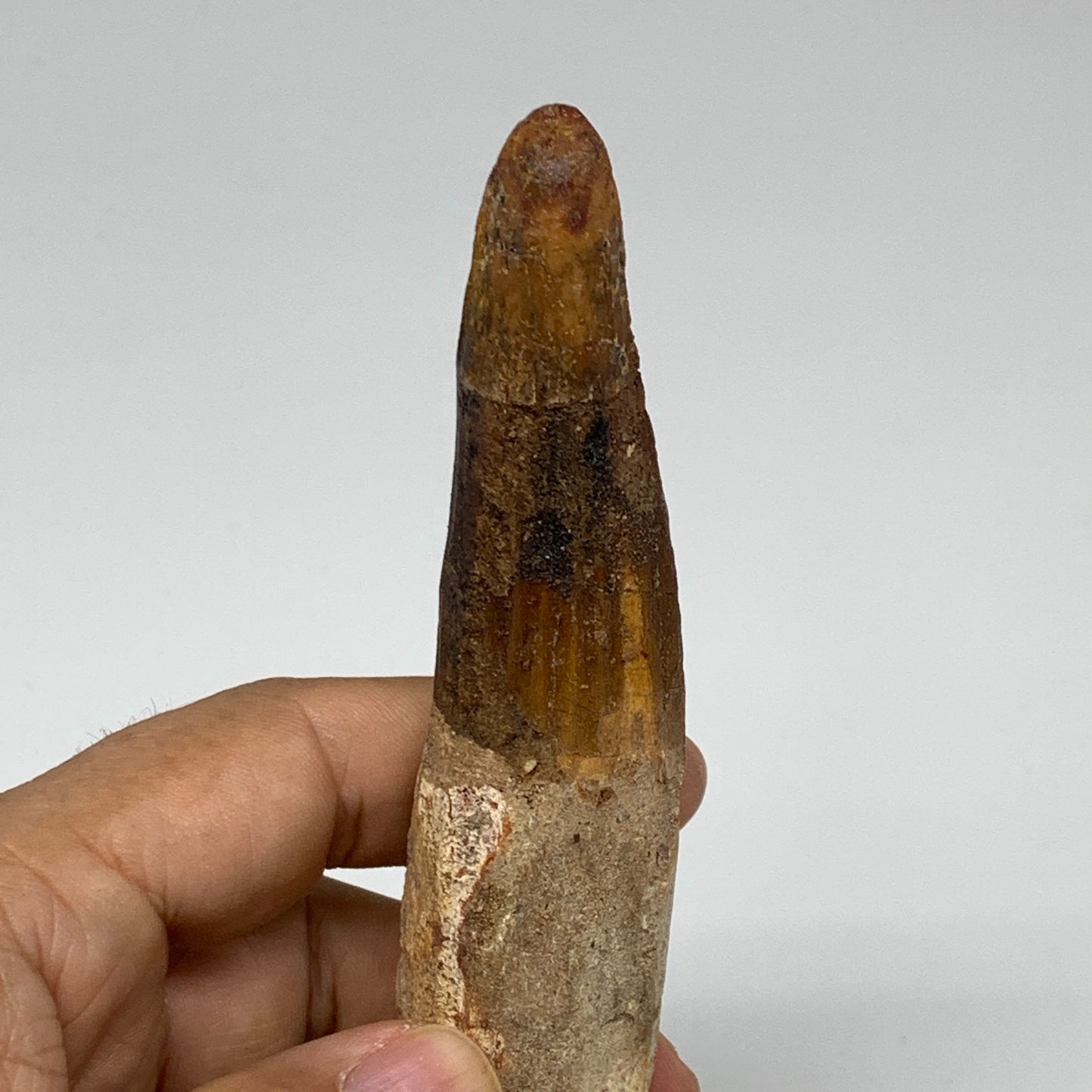 70.2g, 5.3"X1"x 0.7", Rare Natural Fossils Spinosaurus Tooth from Morocco, F3167