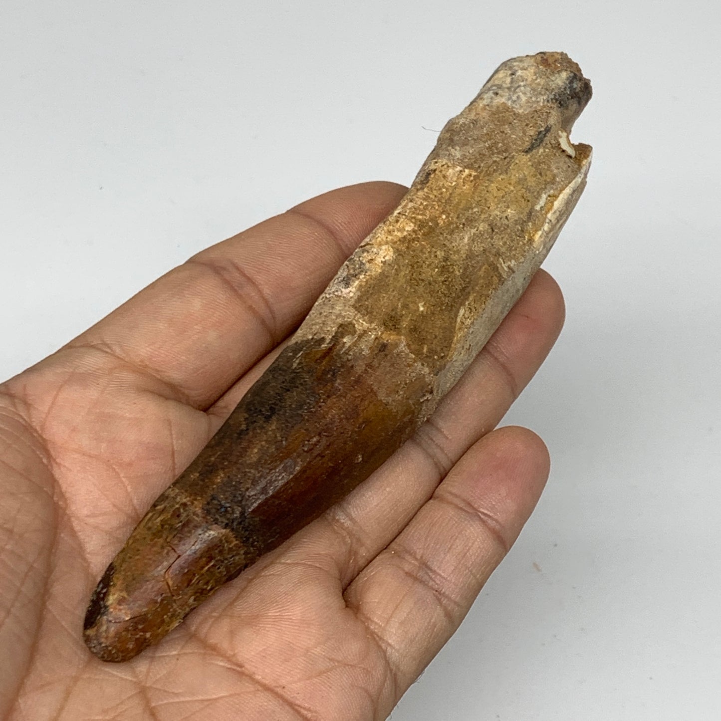 70.2g, 5.3"X1"x 0.7", Rare Natural Fossils Spinosaurus Tooth from Morocco, F3167