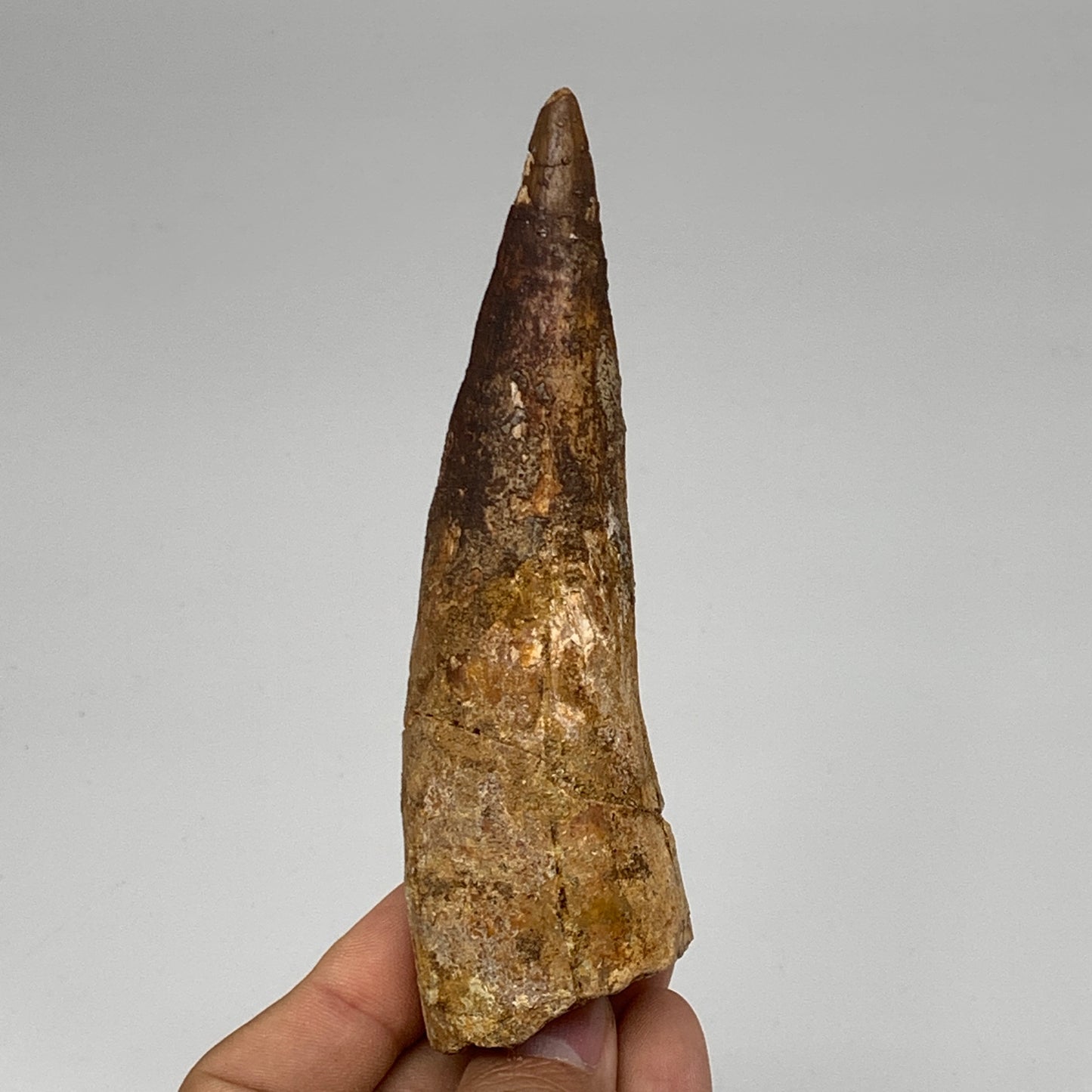 93.1g, 5"X1.4"x 1.2", Rare Natural Fossils Spinosaurus Tooth from Morocco, F3168