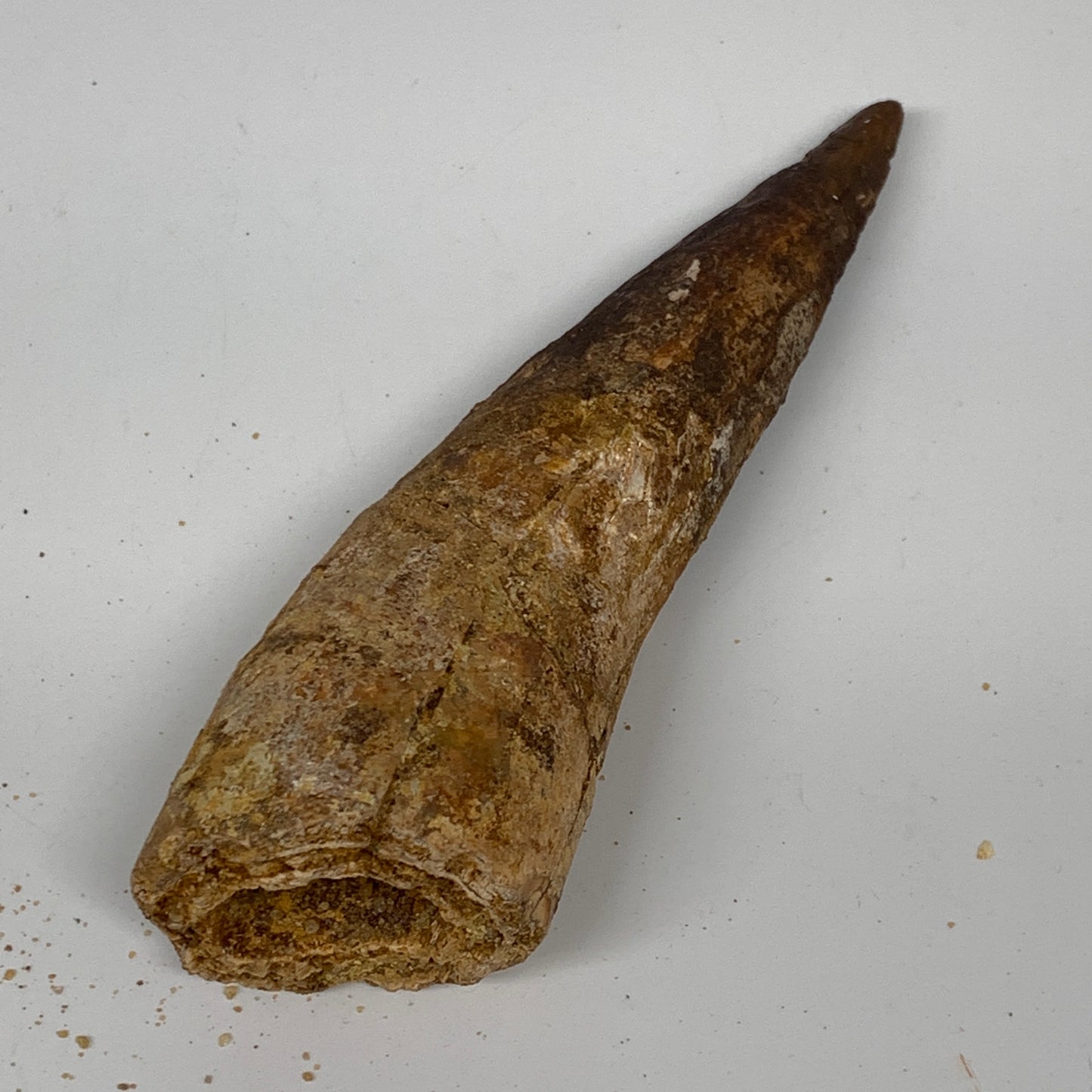 93.1g, 5"X1.4"x 1.2", Rare Natural Fossils Spinosaurus Tooth from Morocco, F3168