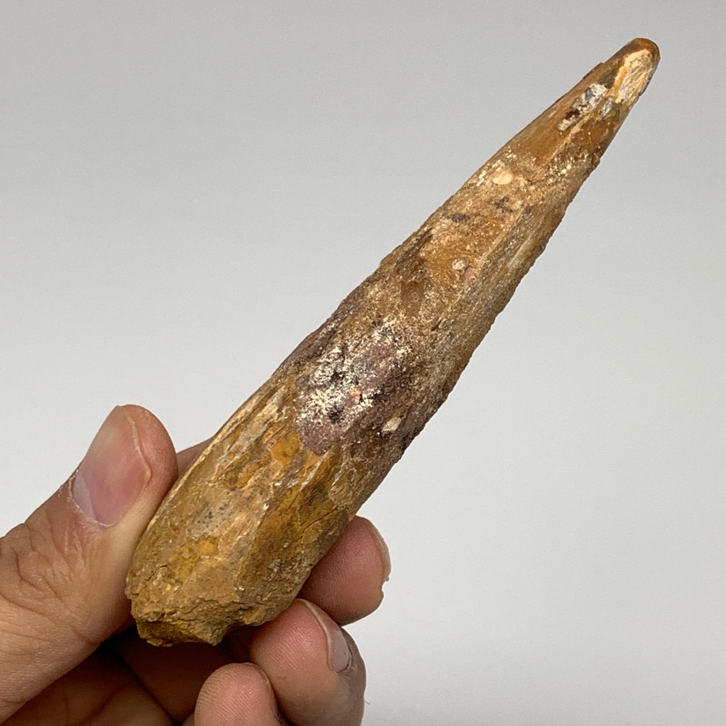 48g, 4"X1.1"x 0.8", Rare Natural Fossils Spinosaurus Tooth from Morocco, F3171