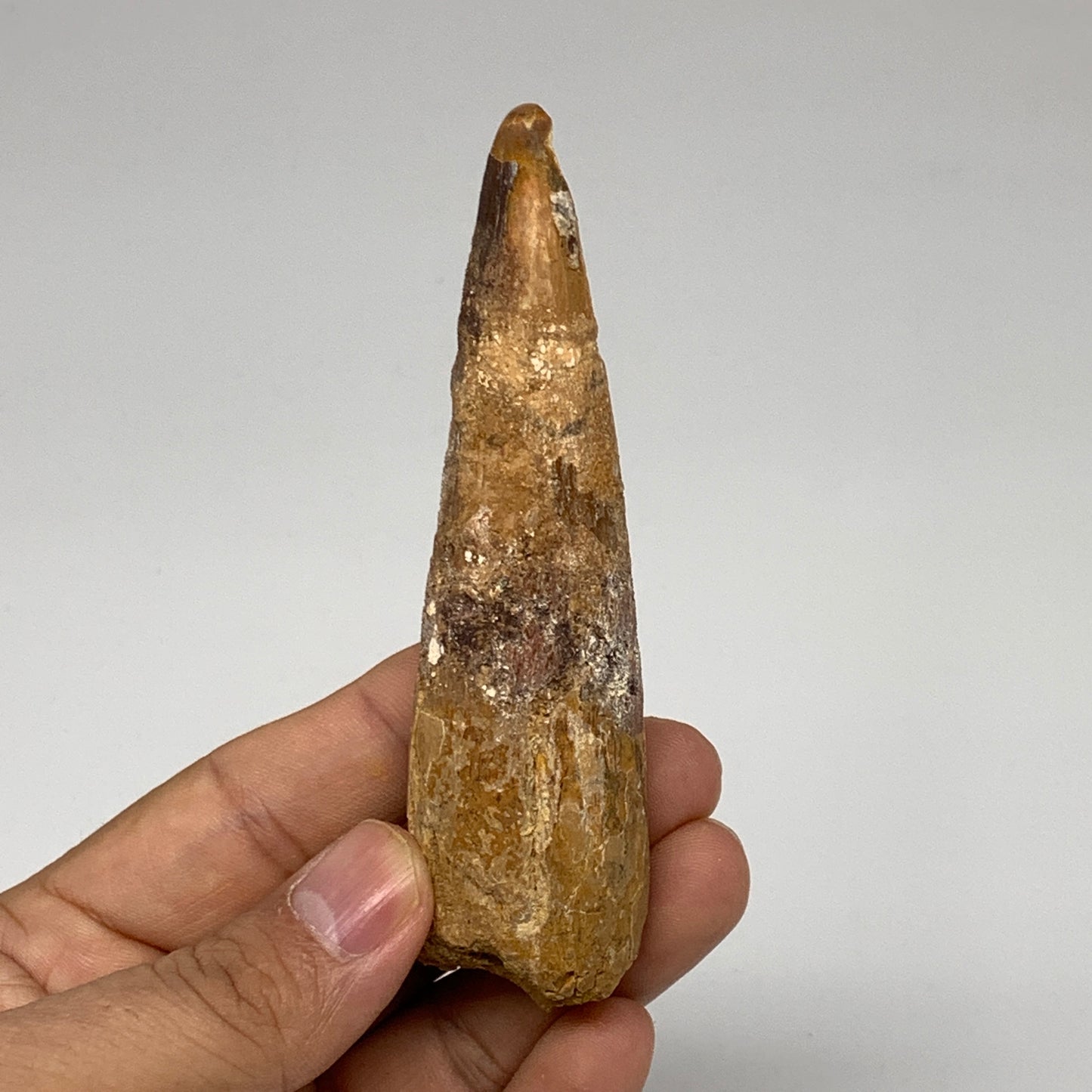 48g, 4"X1.1"x 0.8", Rare Natural Fossils Spinosaurus Tooth from Morocco, F3171