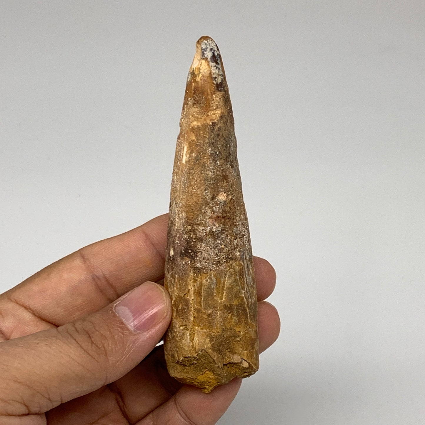 48g, 4"X1.1"x 0.8", Rare Natural Fossils Spinosaurus Tooth from Morocco, F3171