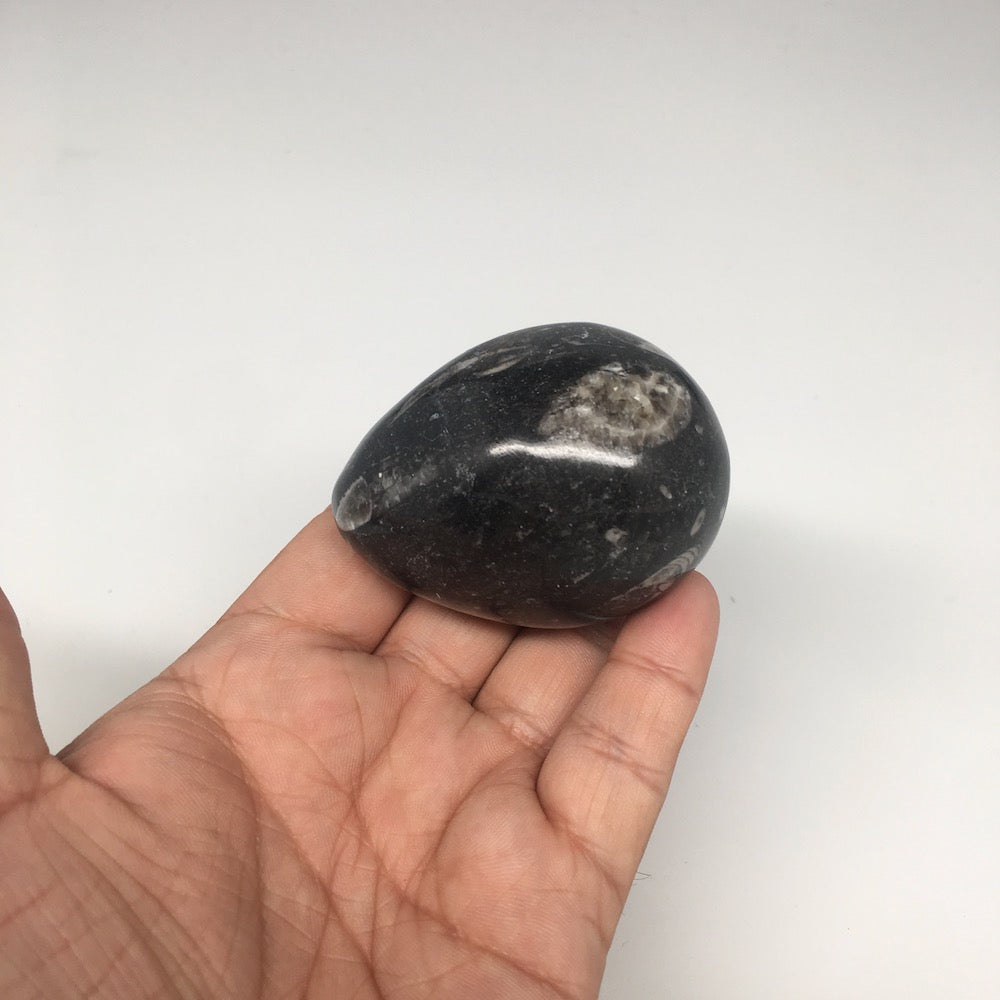 162.3g, 2.3"x1.8" Hand Polished Fossil Orthoceras Stone Egg from Morocco,FE69