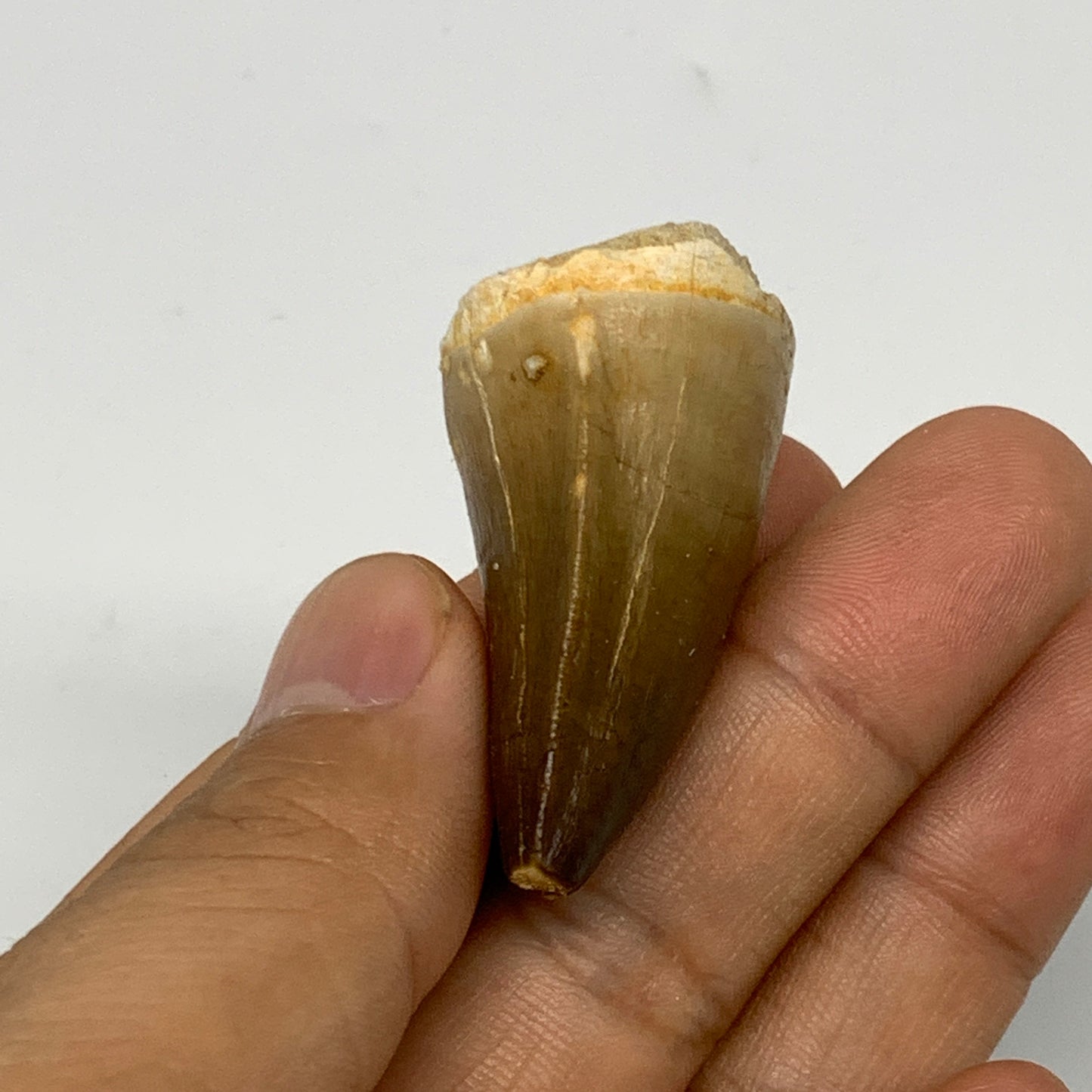 23.6g, 1.7"X1.1"x0.9" Fossil Mosasaur Tooth reptiles, Cretaceous @Morocco, B2372