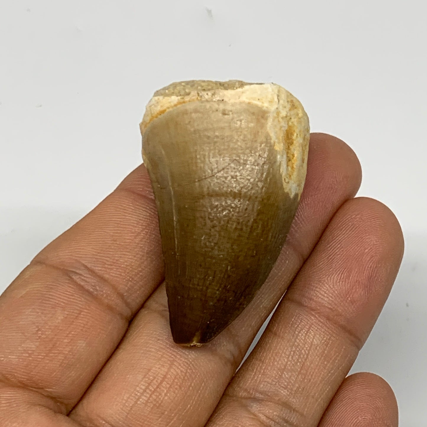 23.6g, 1.7"X1.1"x0.9" Fossil Mosasaur Tooth reptiles, Cretaceous @Morocco, B2372