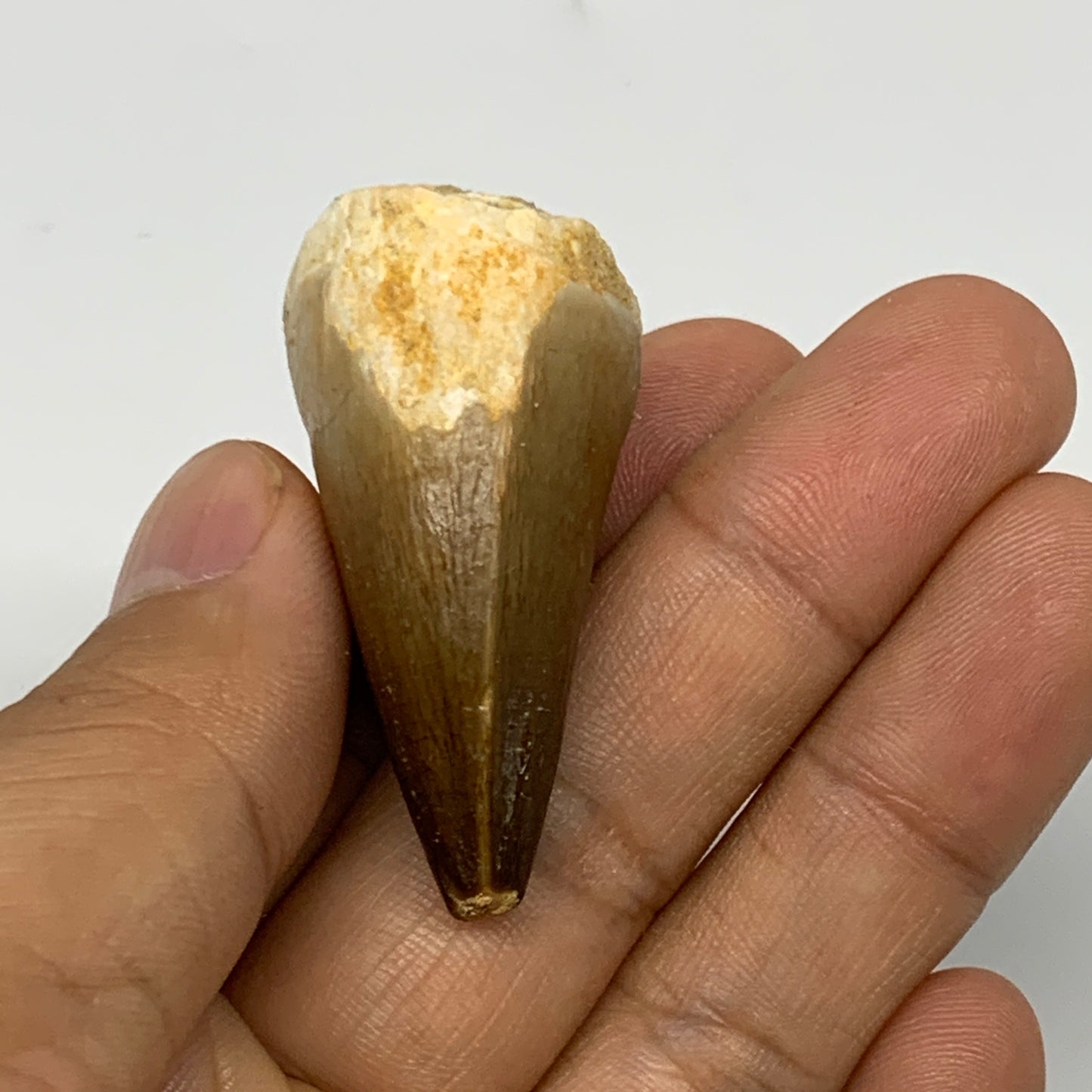 23.6g, 1.7"X1.1"x0.9" Fossil Mosasaur Tooth reptiles, Cretaceous @Morocco, B2372