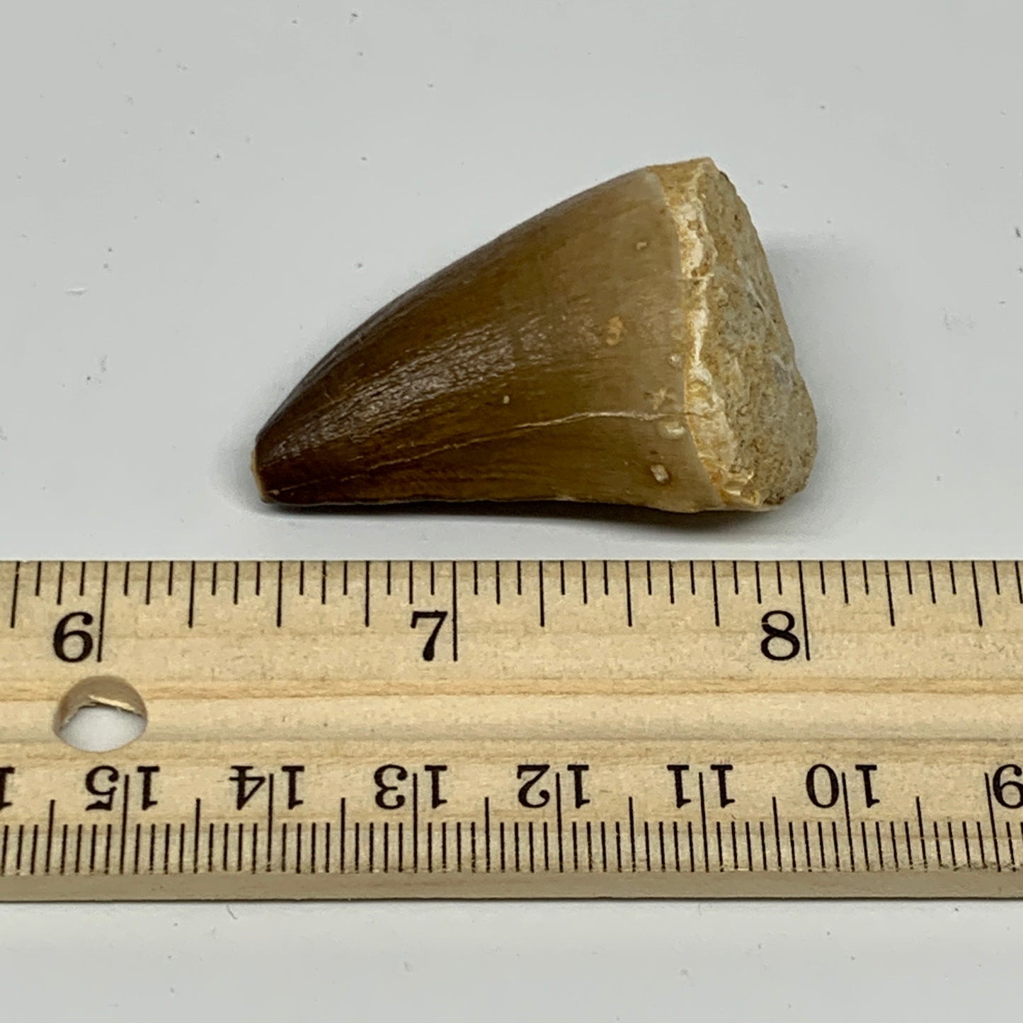 23.6g, 1.7"X1.1"x0.9" Fossil Mosasaur Tooth reptiles, Cretaceous @Morocco, B2372