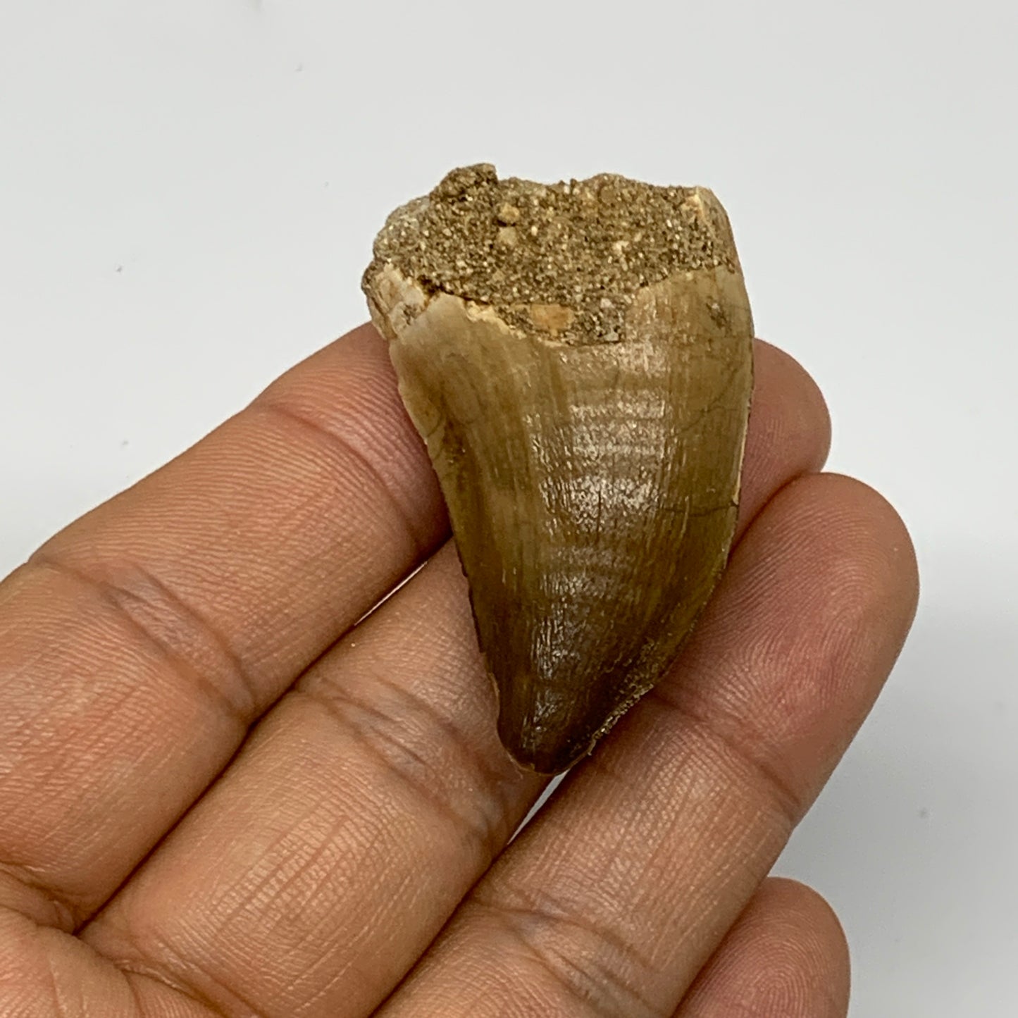 19.4g, 1.7"X1"x0.8" Fossil Mosasaur Tooth reptiles, Cretaceous @Morocco, B23723