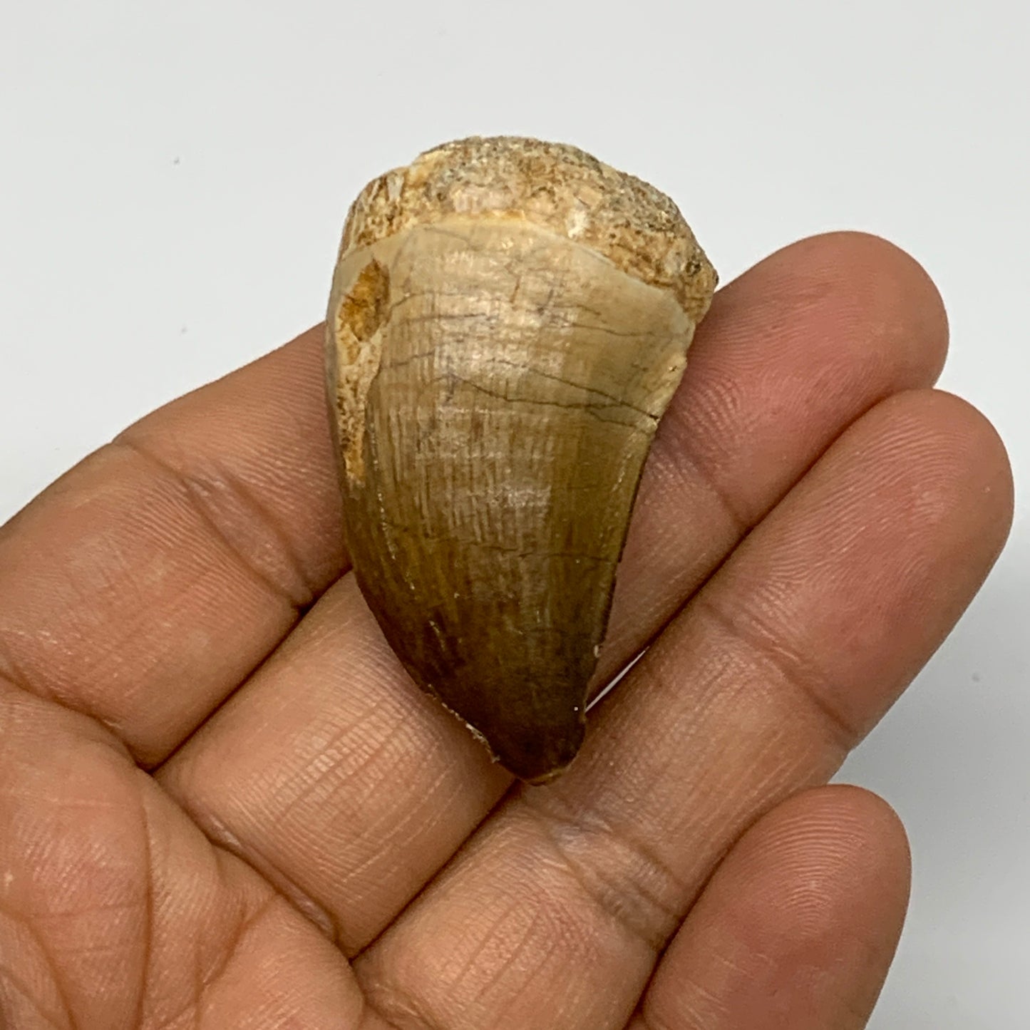 19.4g, 1.7"X1"x0.8" Fossil Mosasaur Tooth reptiles, Cretaceous @Morocco, B23723