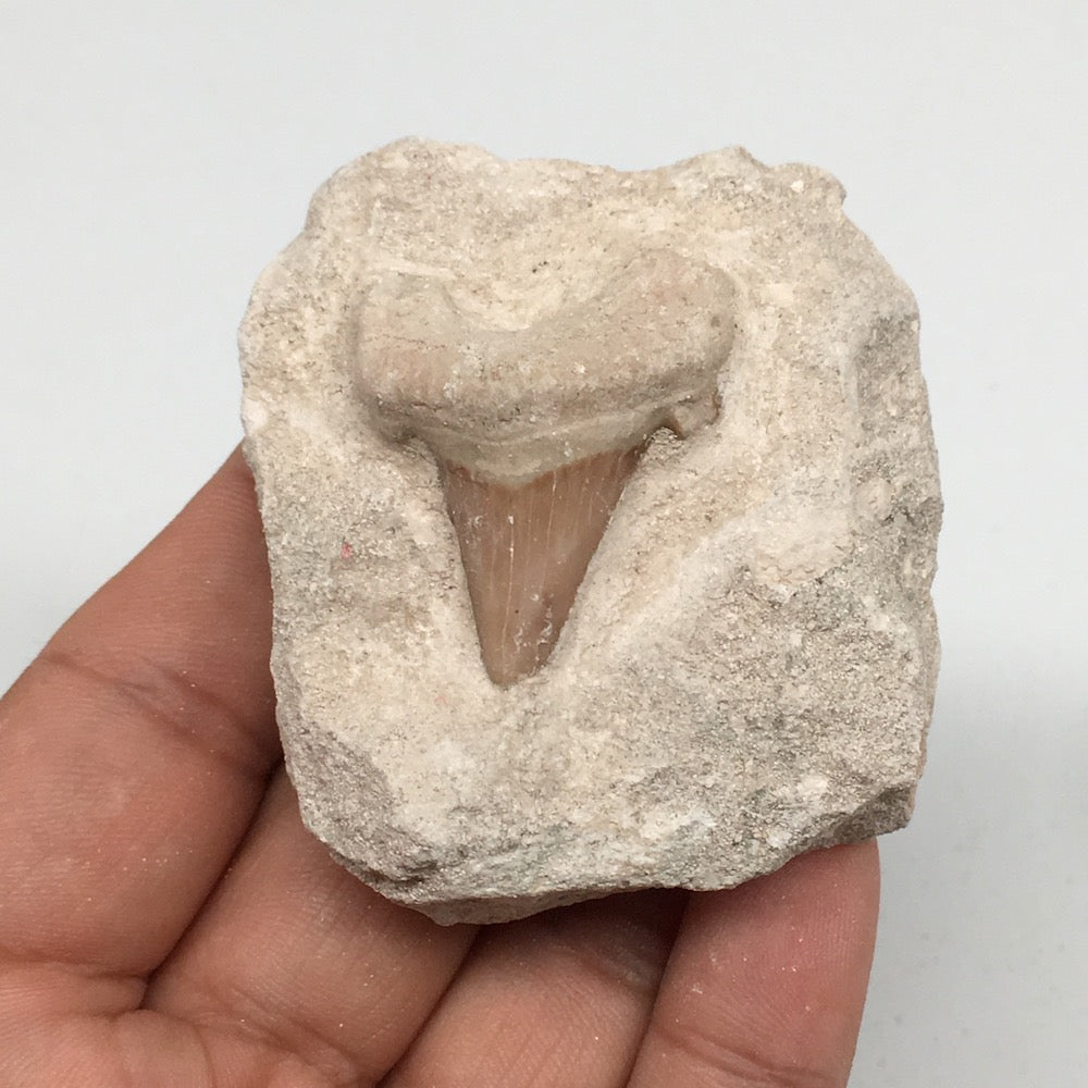 88.4g,2.2"X2"x1.1"Otodus Fossil Shark Tooth Mounted on Matrix @Morocco,MF1939