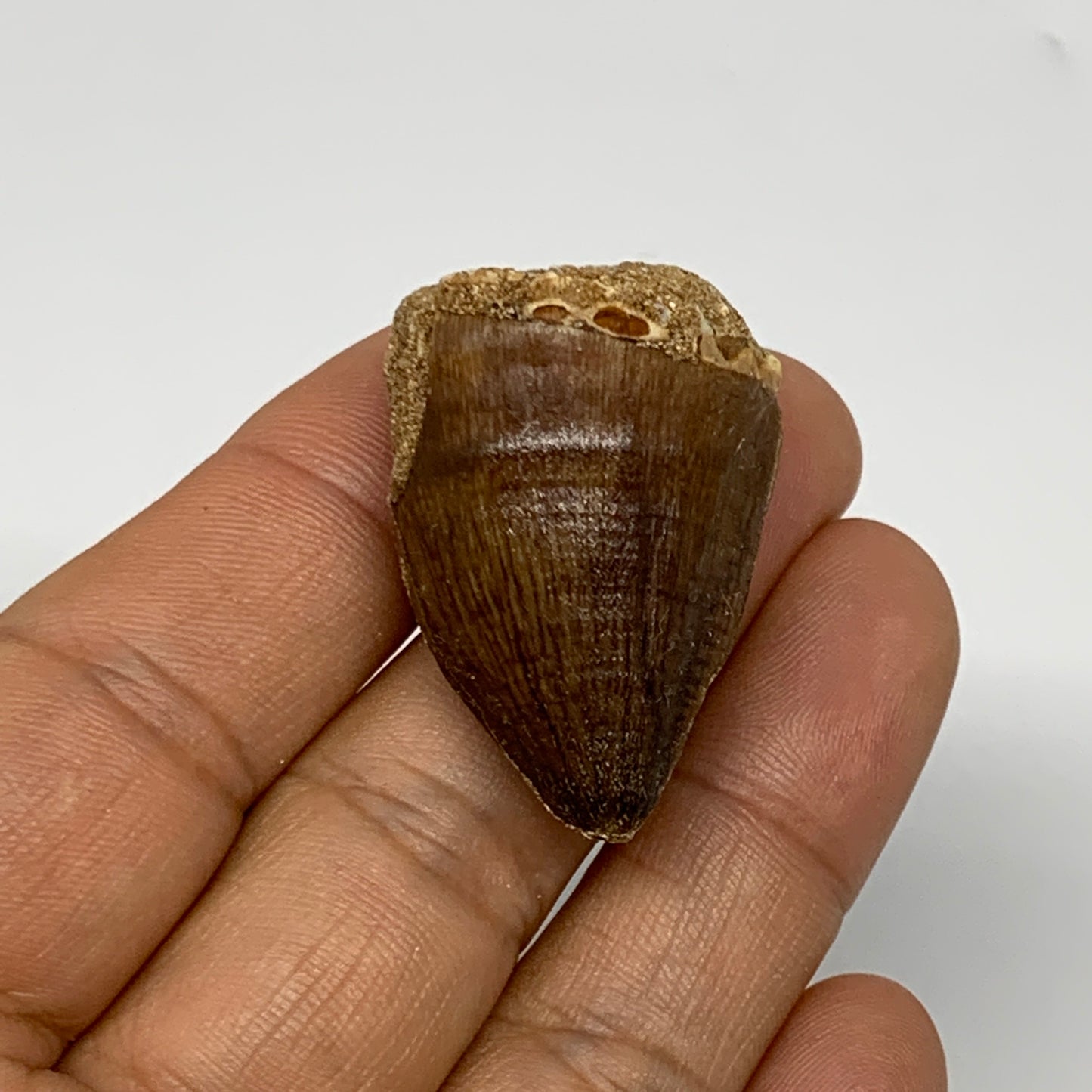 15.9g, 1.5"X1"x0.8" Fossil Mosasaur Tooth reptiles, Cretaceous @Morocco, B23724