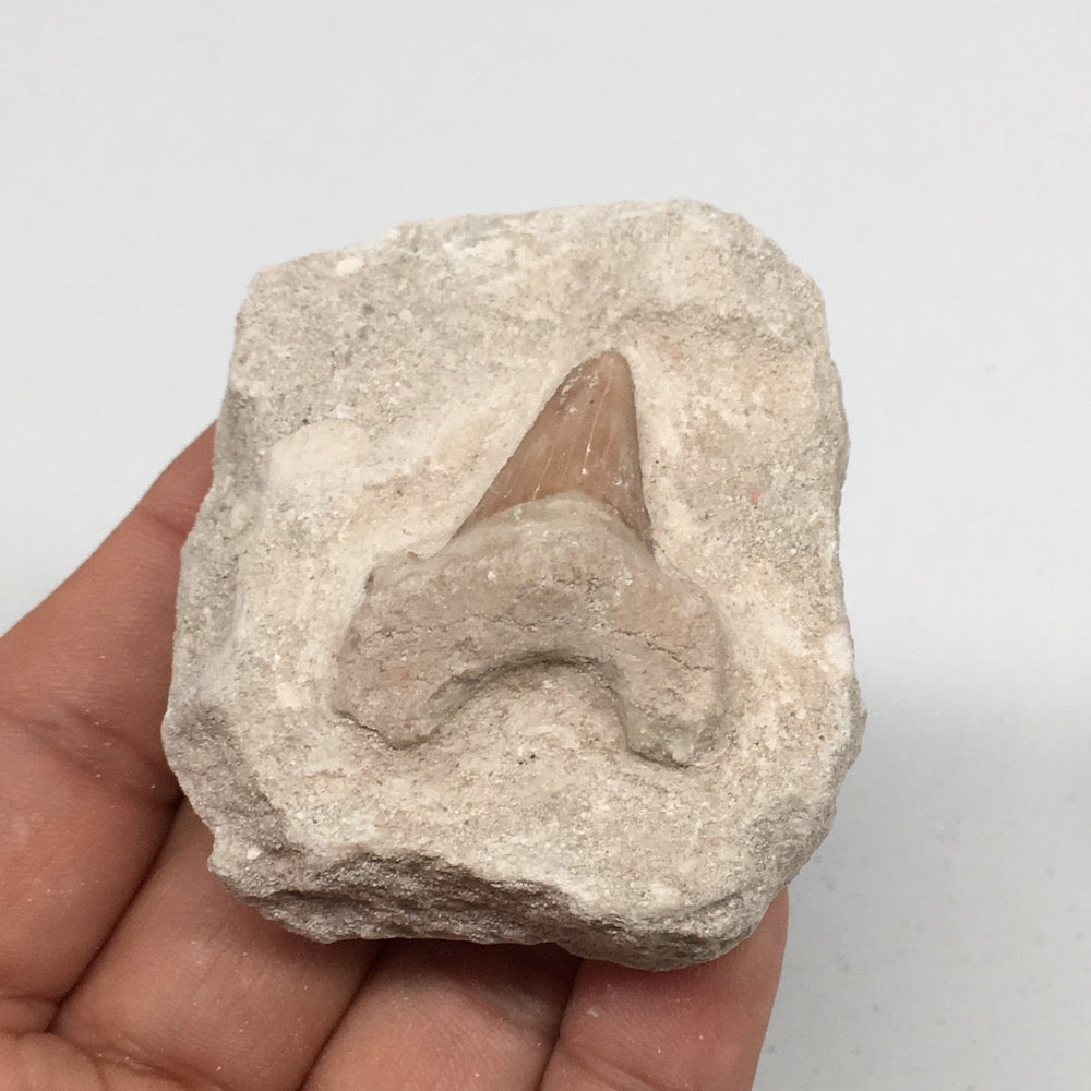 88.4g,2.2"X2"x1.1"Otodus Fossil Shark Tooth Mounted on Matrix @Morocco,MF1939