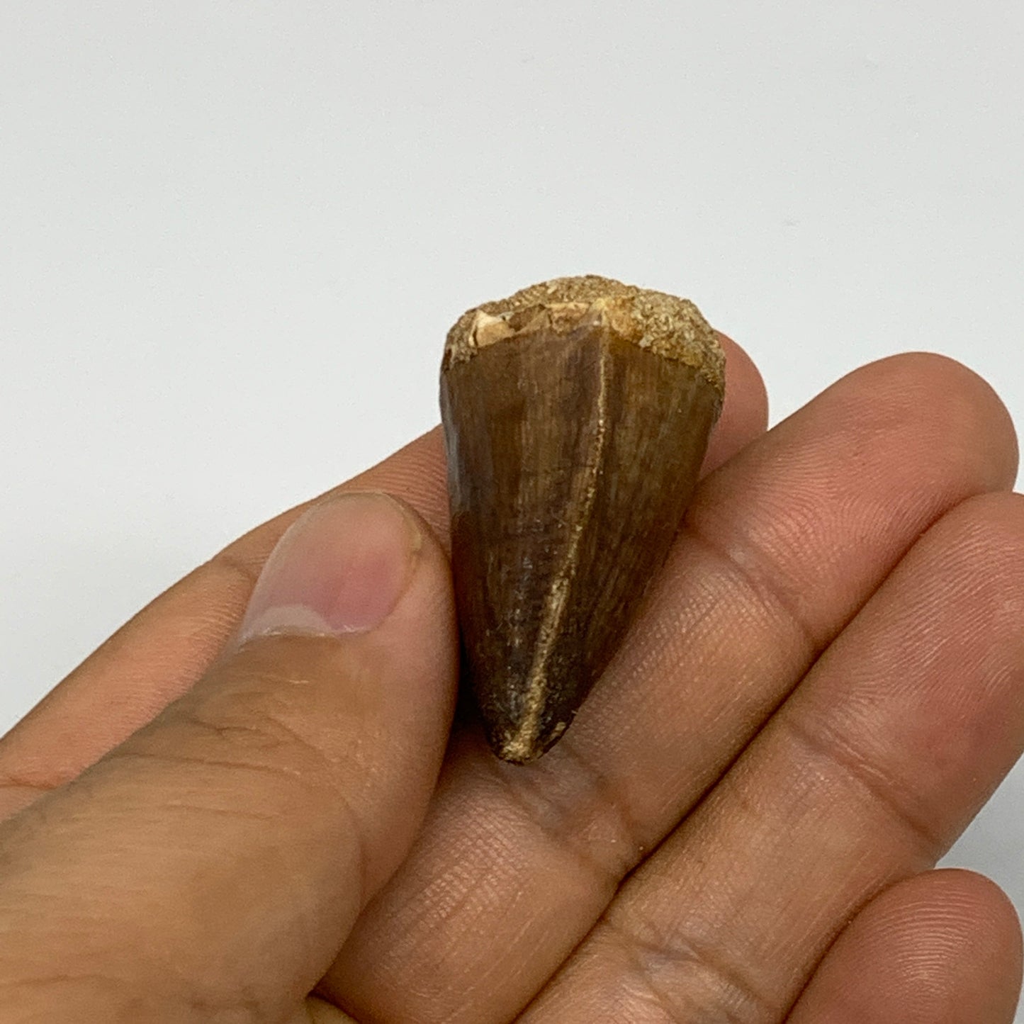 15.9g, 1.5"X1"x0.8" Fossil Mosasaur Tooth reptiles, Cretaceous @Morocco, B23724