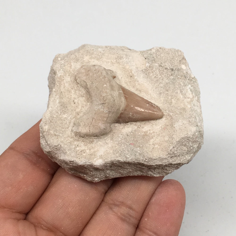 88.4g,2.2"X2"x1.1"Otodus Fossil Shark Tooth Mounted on Matrix @Morocco,MF1939