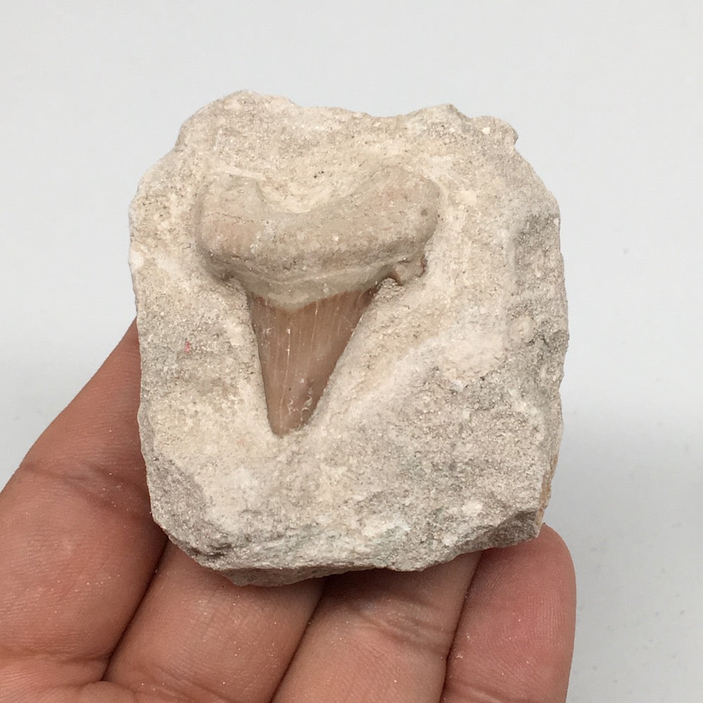 88.4g,2.2"X2"x1.1"Otodus Fossil Shark Tooth Mounted on Matrix @Morocco,MF1939