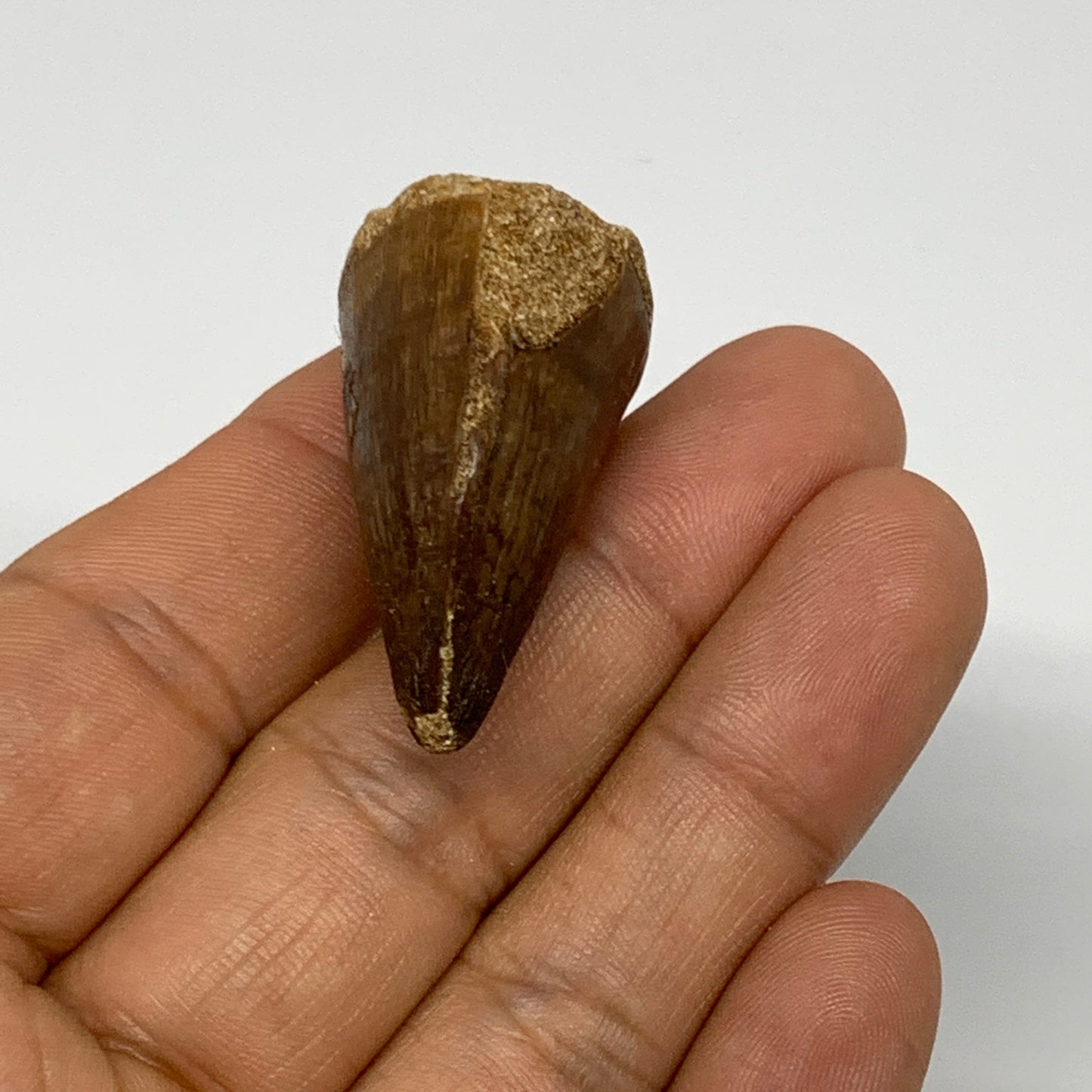 15.9g, 1.5"X1"x0.8" Fossil Mosasaur Tooth reptiles, Cretaceous @Morocco, B23724