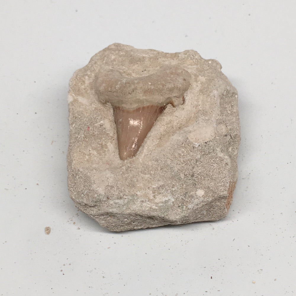 88.4g,2.2"X2"x1.1"Otodus Fossil Shark Tooth Mounted on Matrix @Morocco,MF1939