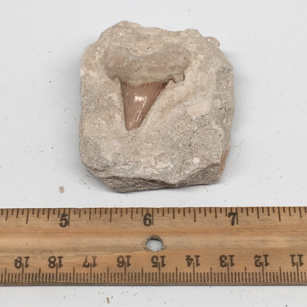 88.4g,2.2"X2"x1.1"Otodus Fossil Shark Tooth Mounted on Matrix @Morocco,MF1939