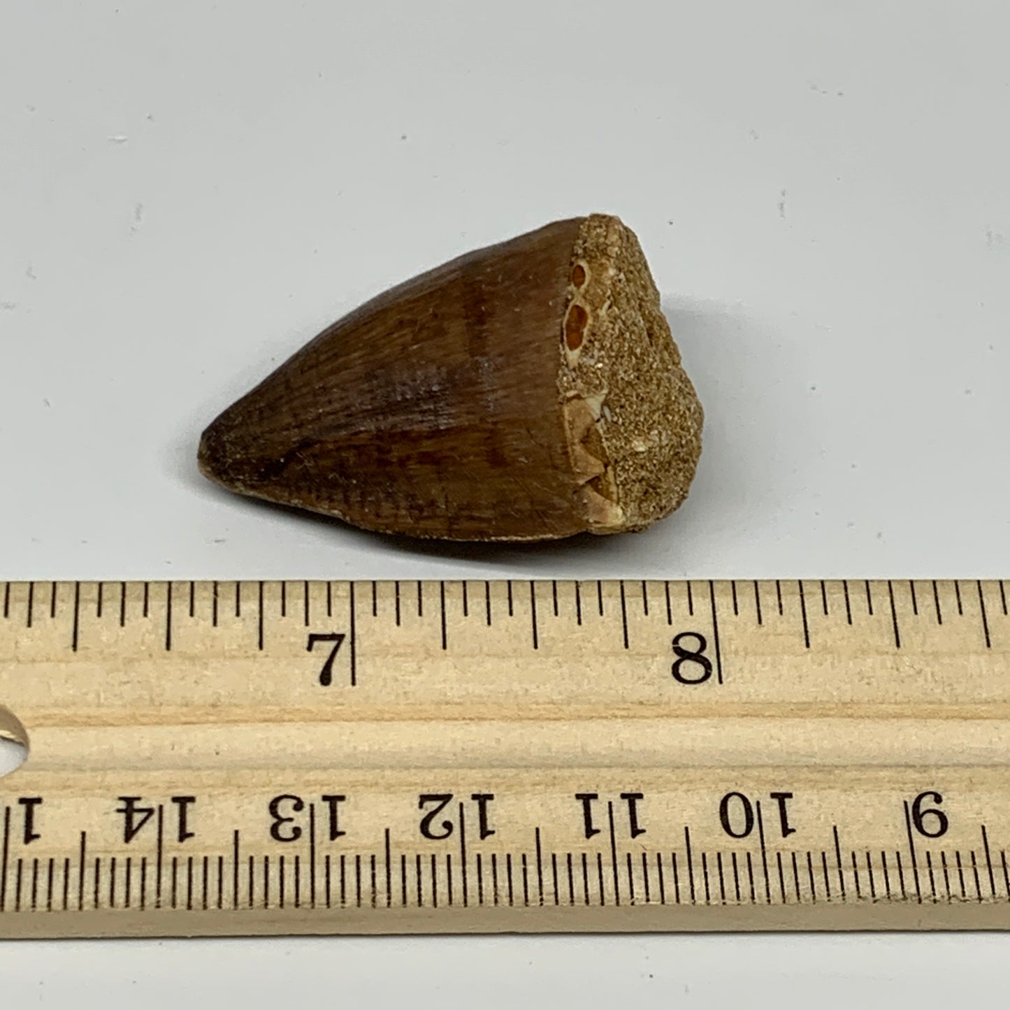 15.9g, 1.5"X1"x0.8" Fossil Mosasaur Tooth reptiles, Cretaceous @Morocco, B23724