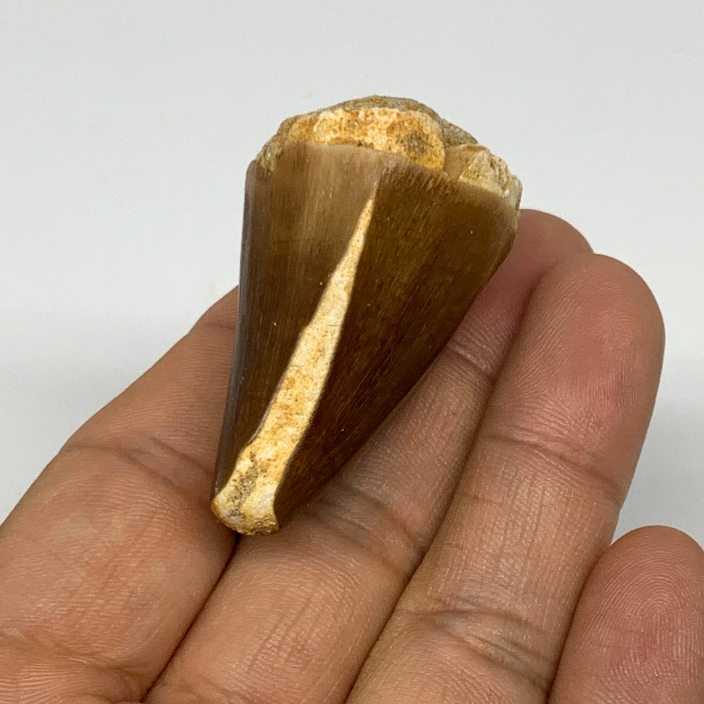 32.5g, 1.8"X1.2"x1.1" Fossil Mosasaur Tooth reptiles, Cretaceous @Morocco, B2373