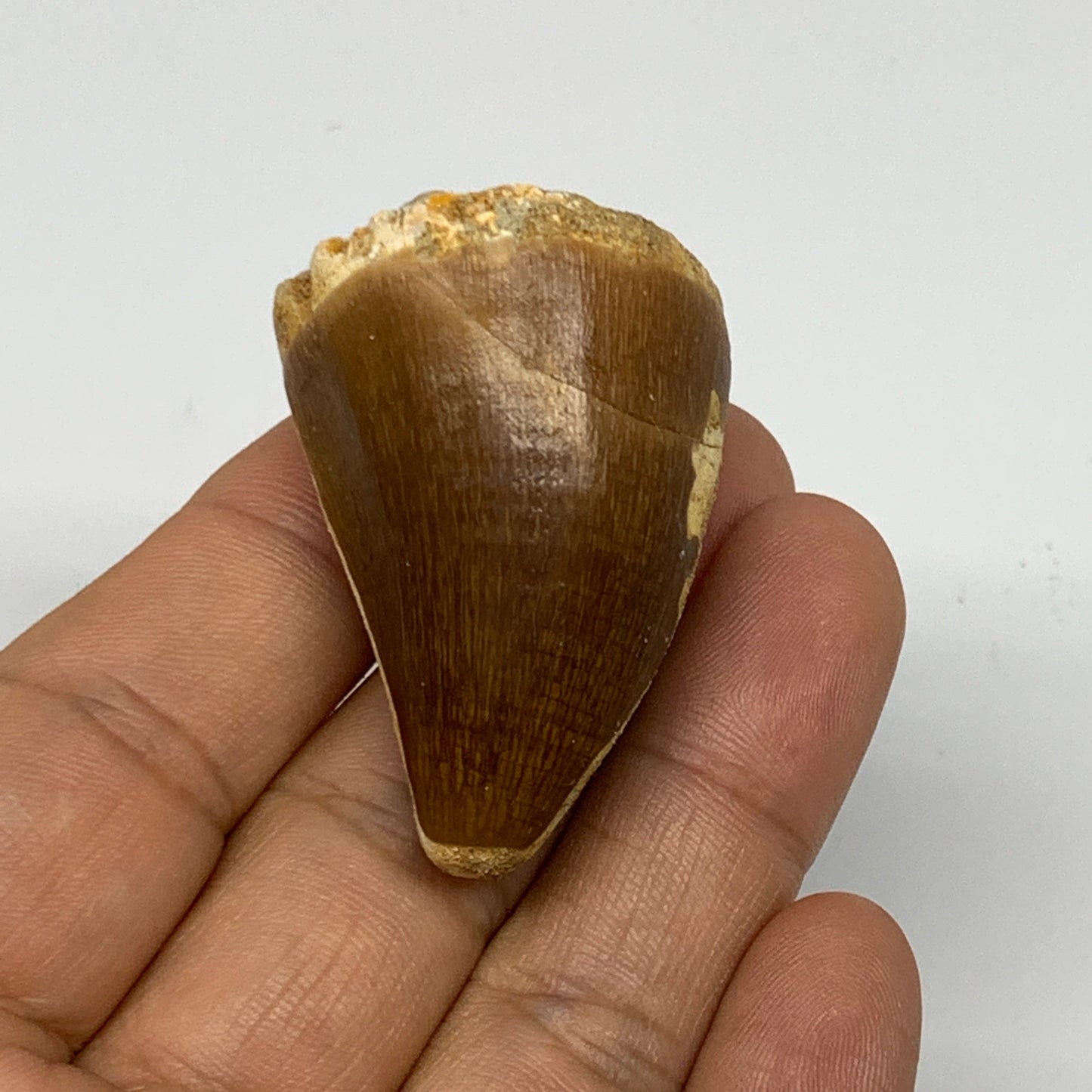 32.5g, 1.8"X1.2"x1.1" Fossil Mosasaur Tooth reptiles, Cretaceous @Morocco, B2373