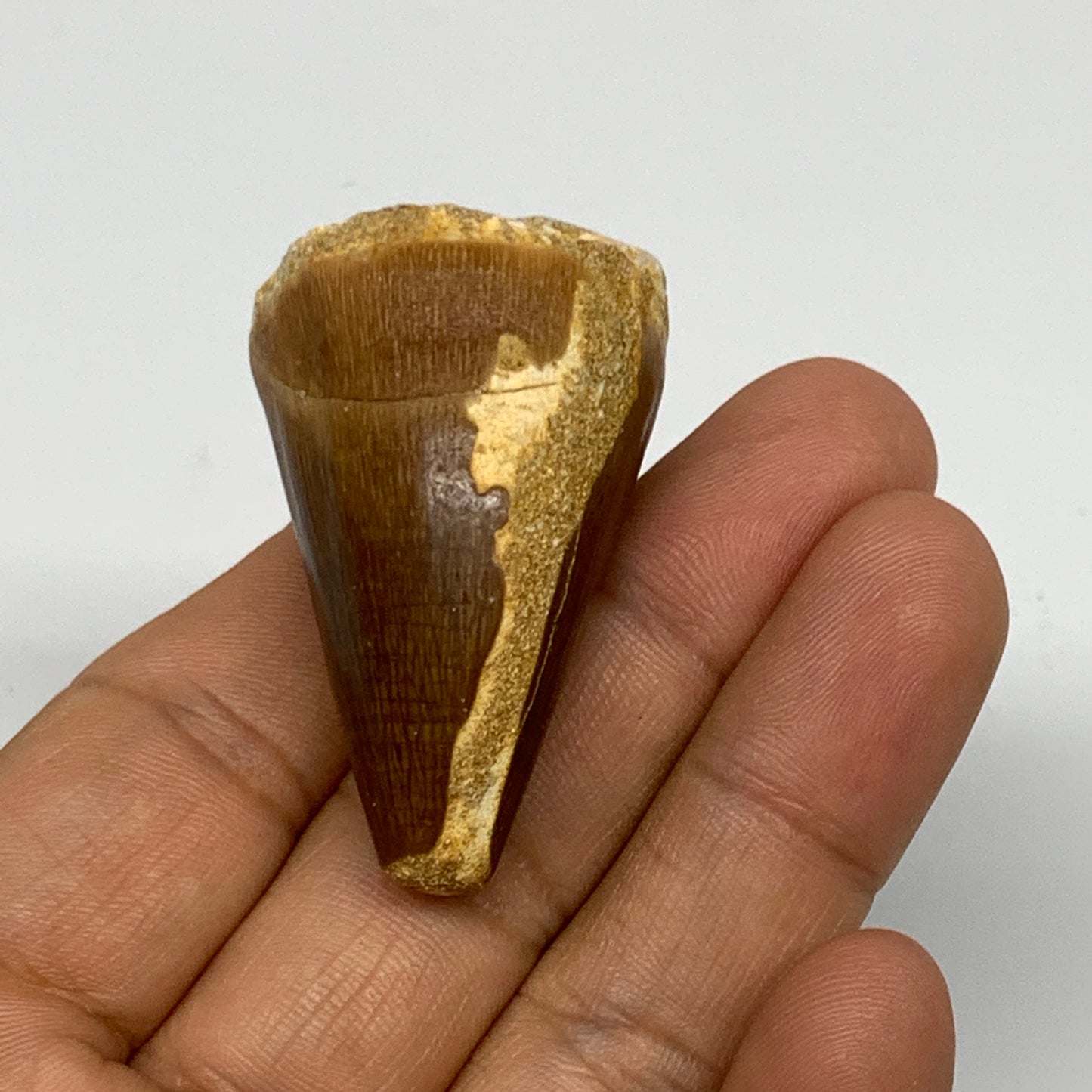 32.5g, 1.8"X1.2"x1.1" Fossil Mosasaur Tooth reptiles, Cretaceous @Morocco, B2373