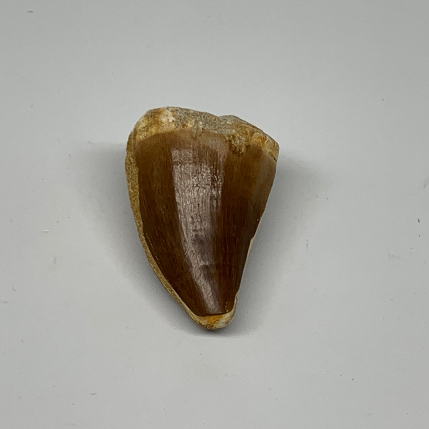 32.5g, 1.8"X1.2"x1.1" Fossil Mosasaur Tooth reptiles, Cretaceous @Morocco, B2373