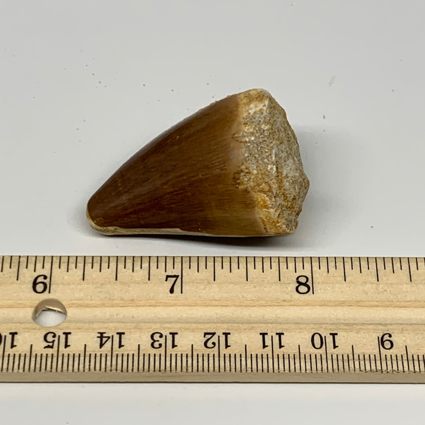 32.5g, 1.8"X1.2"x1.1" Fossil Mosasaur Tooth reptiles, Cretaceous @Morocco, B2373