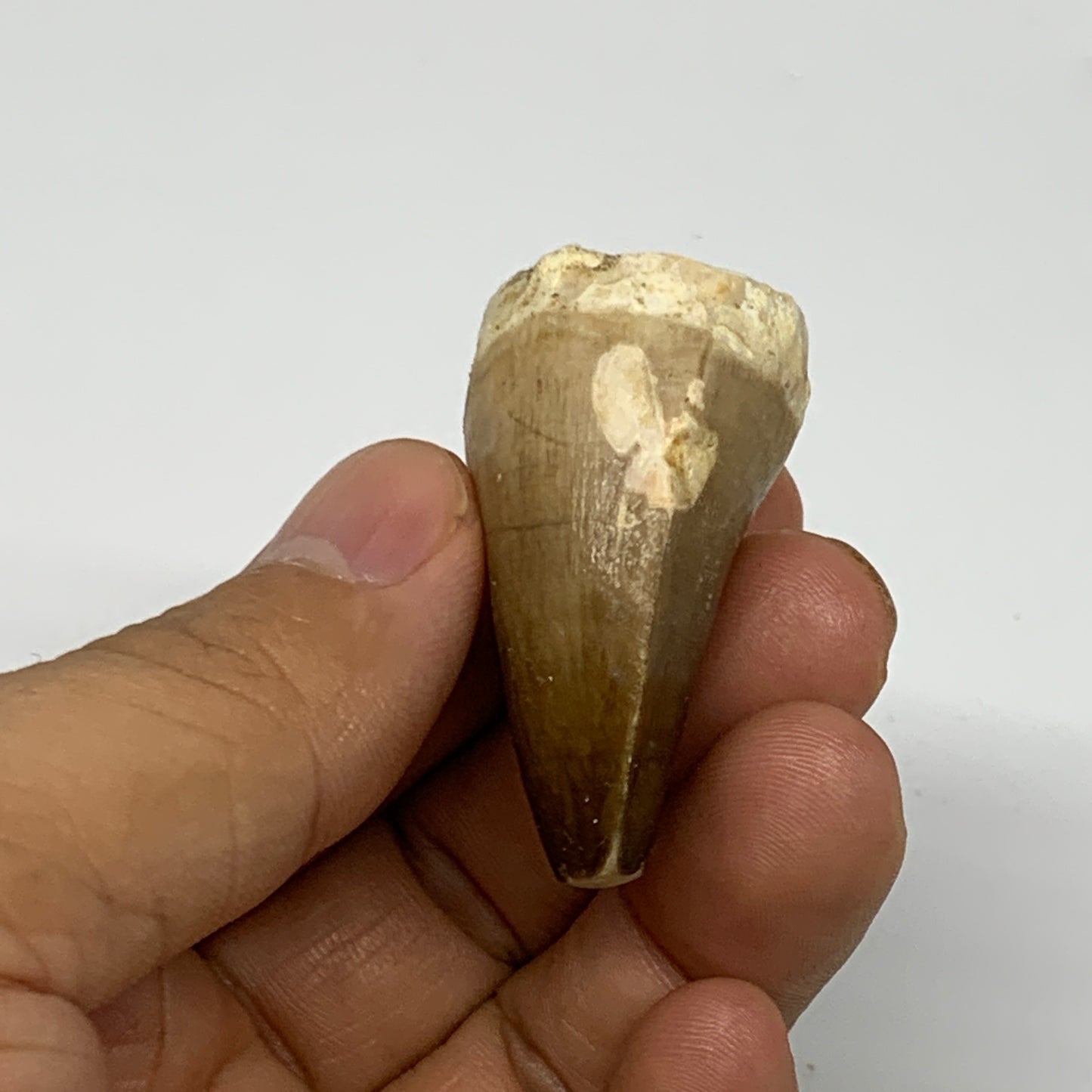 23g, 1.7"X1.2"x0.9" Fossil Mosasaur Tooth reptiles, Cretaceous @Morocco, B23732