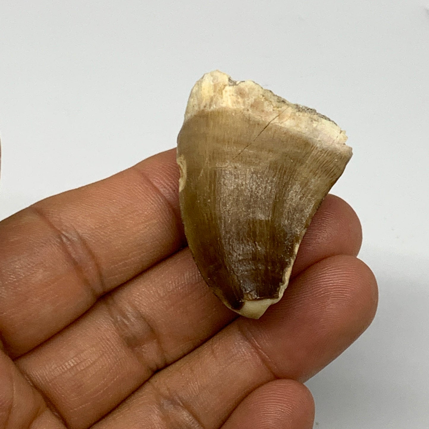 23g, 1.7"X1.2"x0.9" Fossil Mosasaur Tooth reptiles, Cretaceous @Morocco, B23732